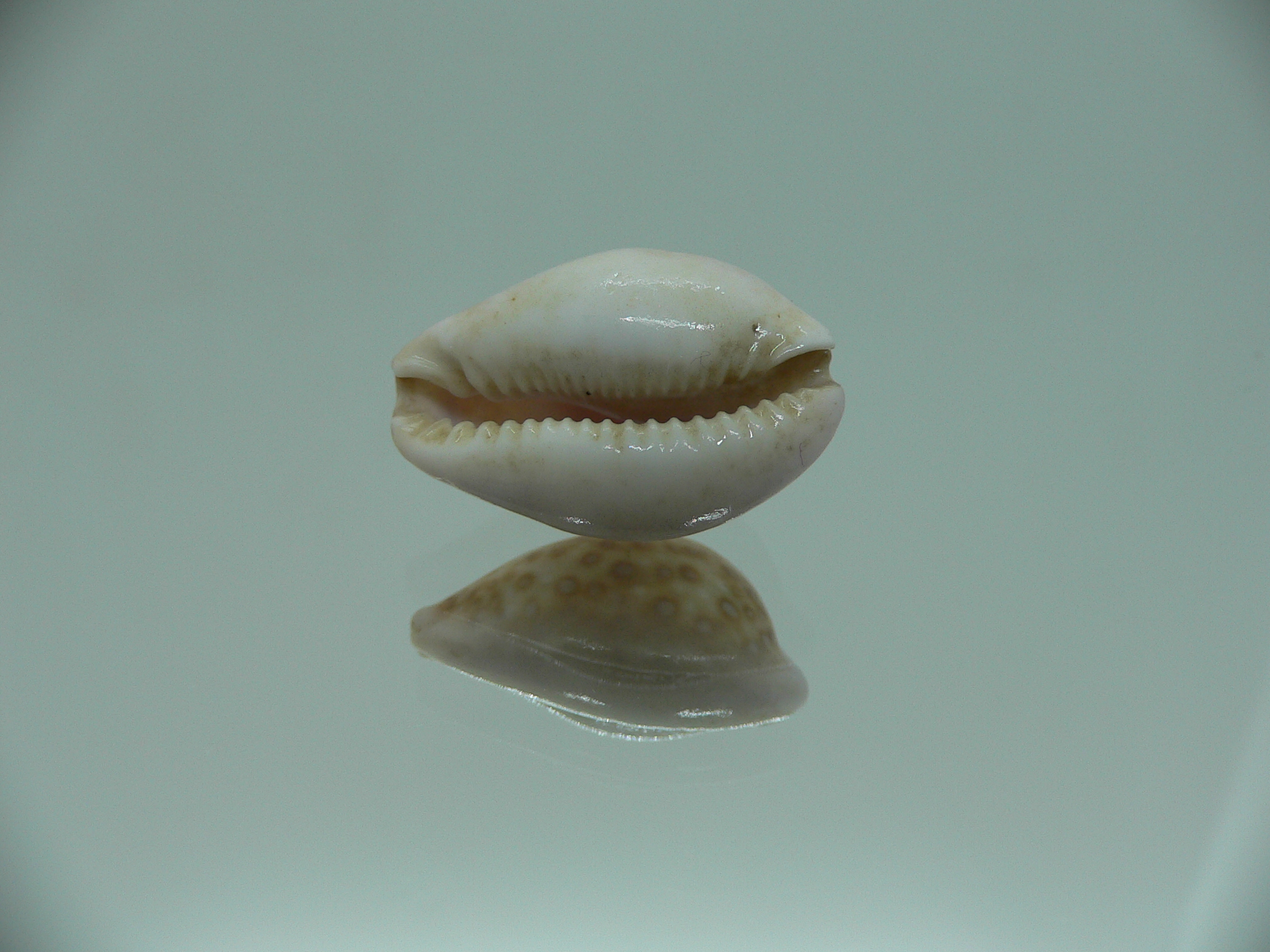 Cypraea albuginosa nariaeformis (var.)