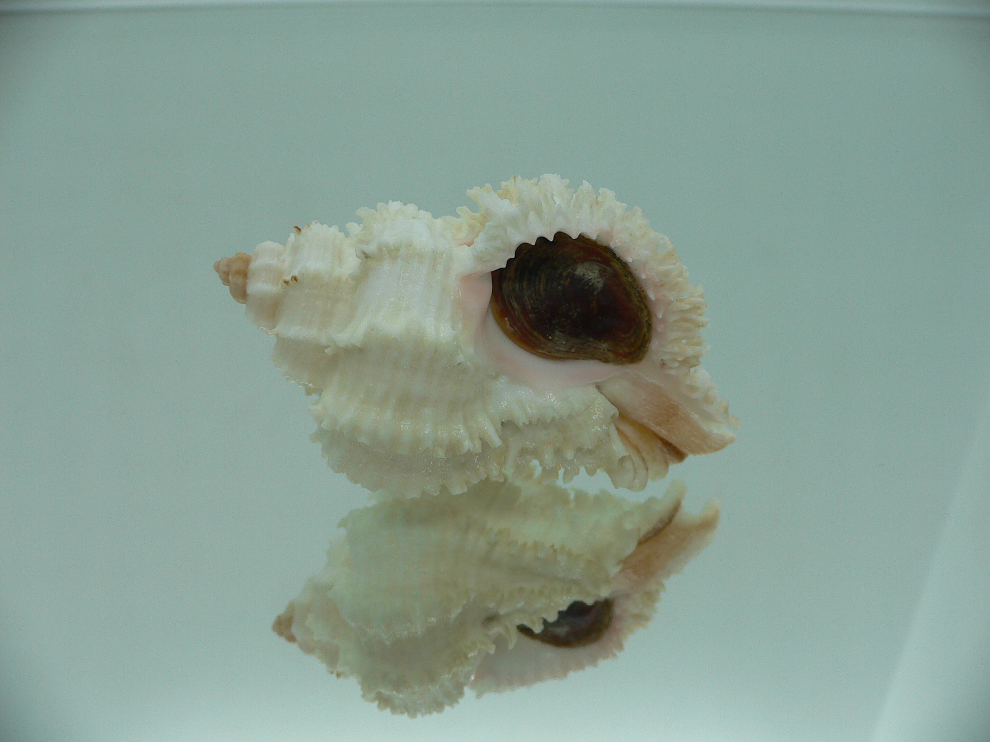 Hexaplex stainforthi RARE ENDEMIC ALBINISTIC FORM & CURLY