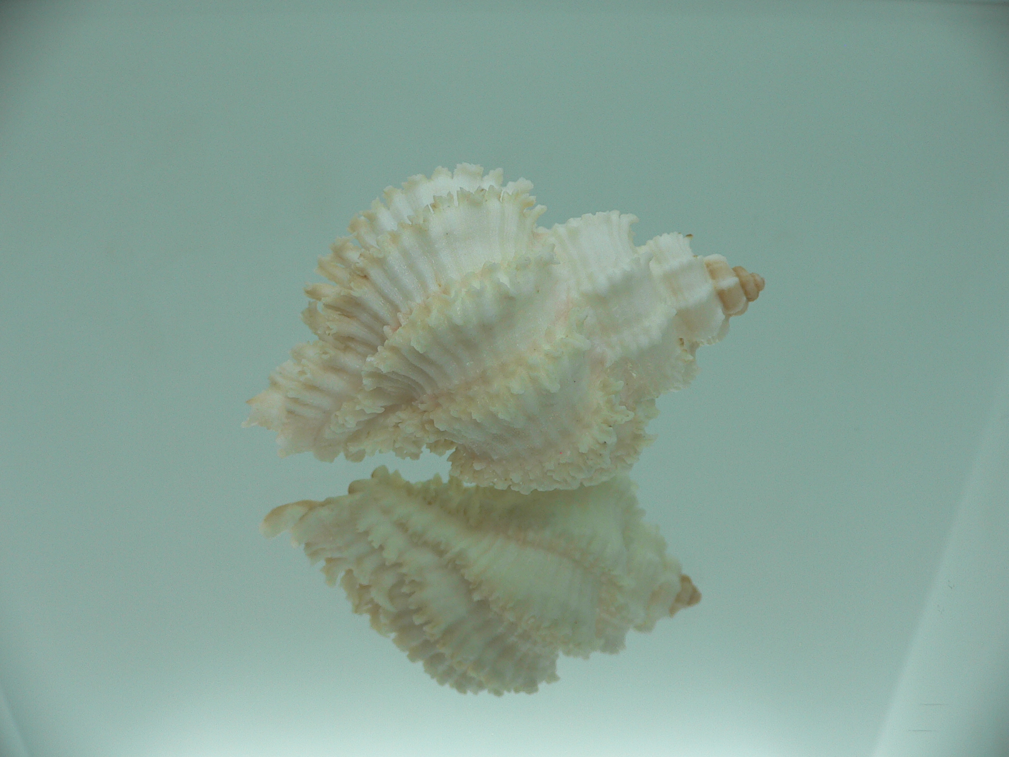 Hexaplex stainforthi RARE ENDEMIC ALBINISTIC FORM & CURLY