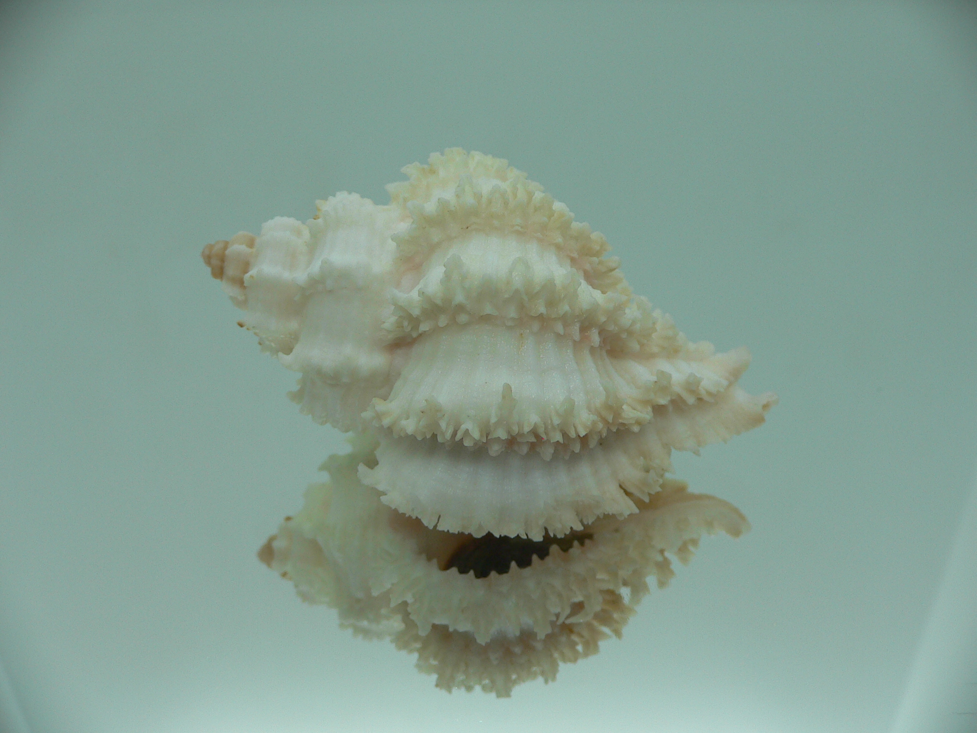 Hexaplex stainforthi RARE ENDEMIC ALBINISTIC FORM & CURLY