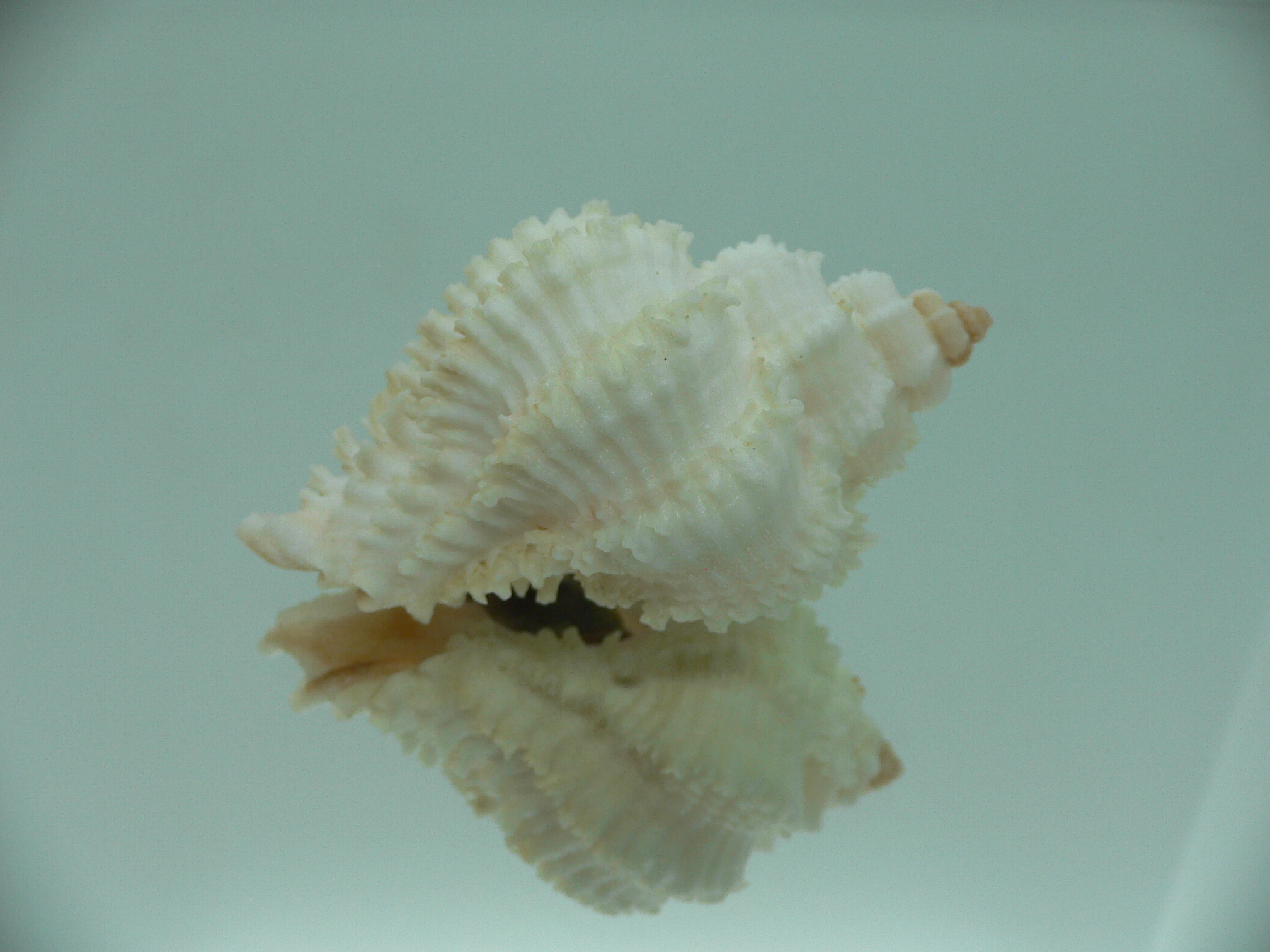 Hexaplex stainforthi RARE ENDEMIC ALBINISTIC FORM & CURLY
