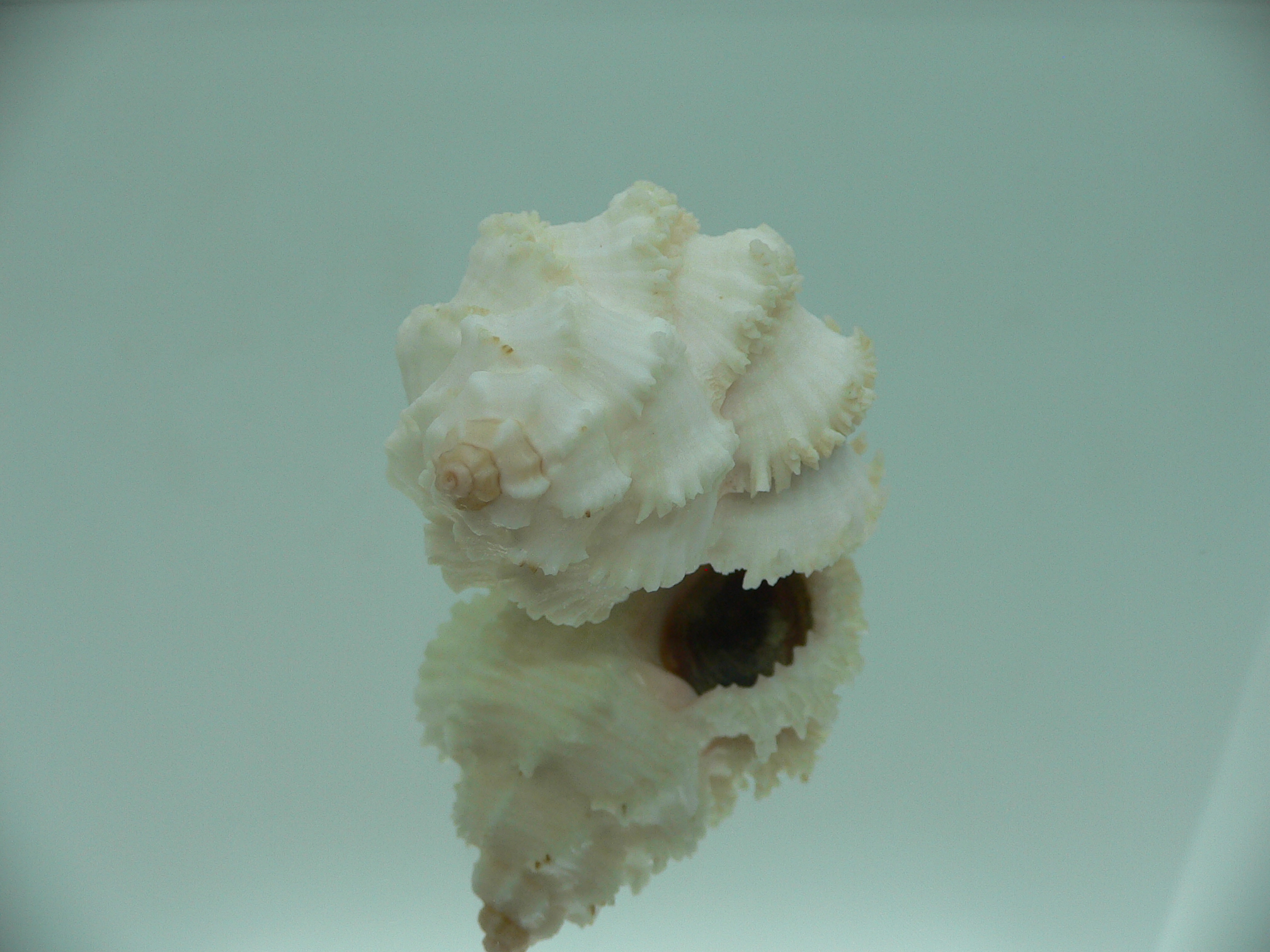 Hexaplex stainforthi RARE ENDEMIC ALBINISTIC FORM & CURLY
