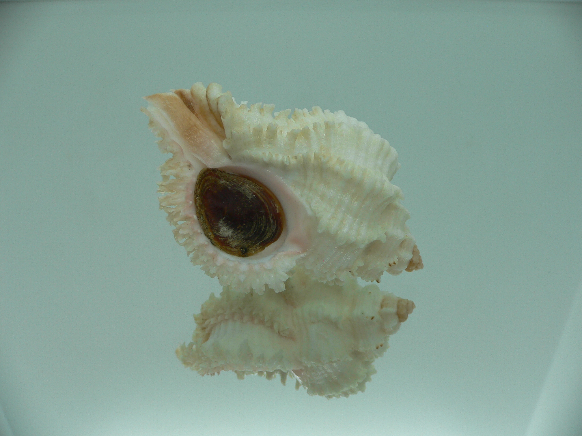 Hexaplex stainforthi RARE ENDEMIC ALBINISTIC FORM & CURLY