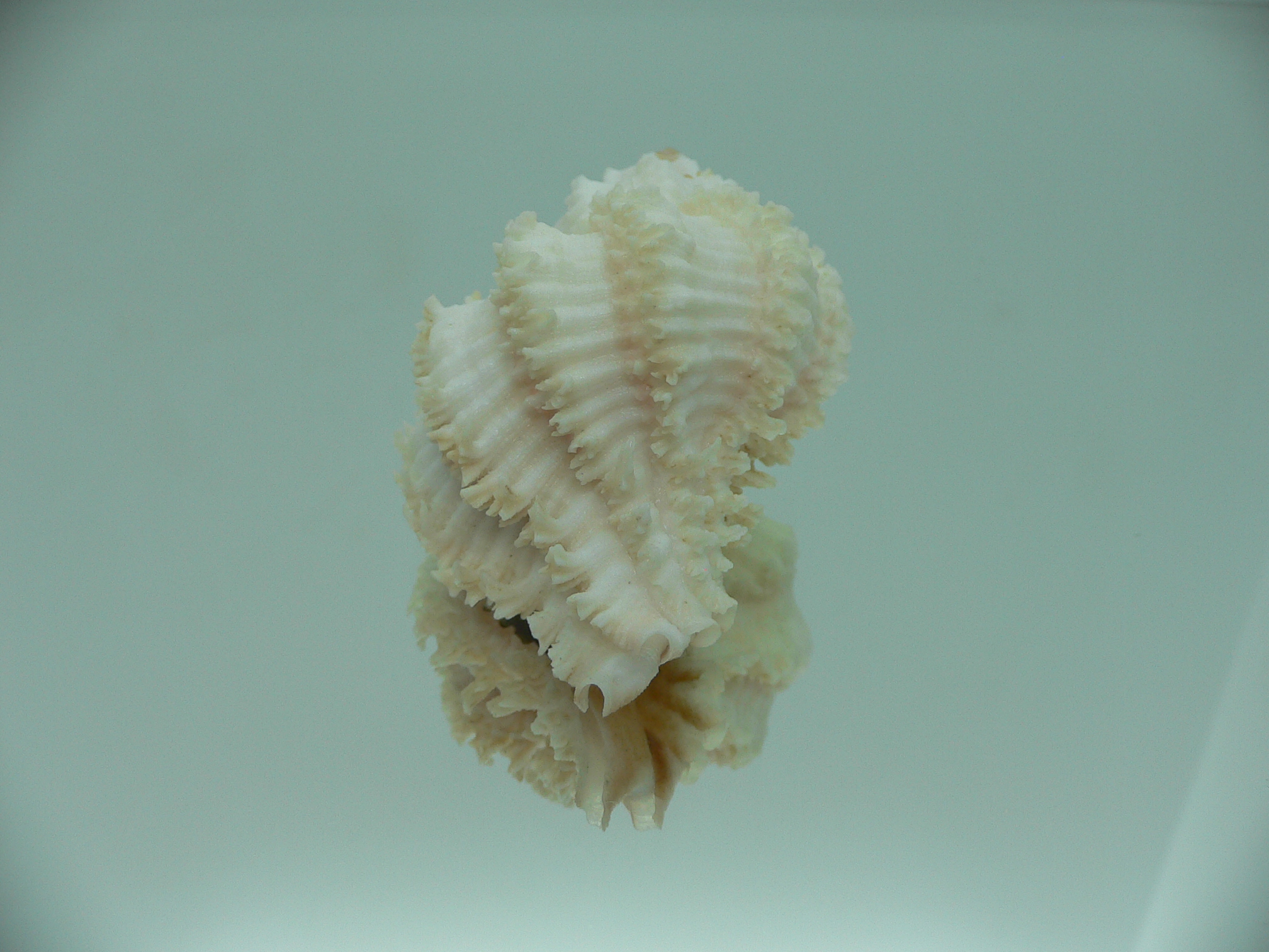 Hexaplex stainforthi RARE ENDEMIC ALBINISTIC FORM & CURLY