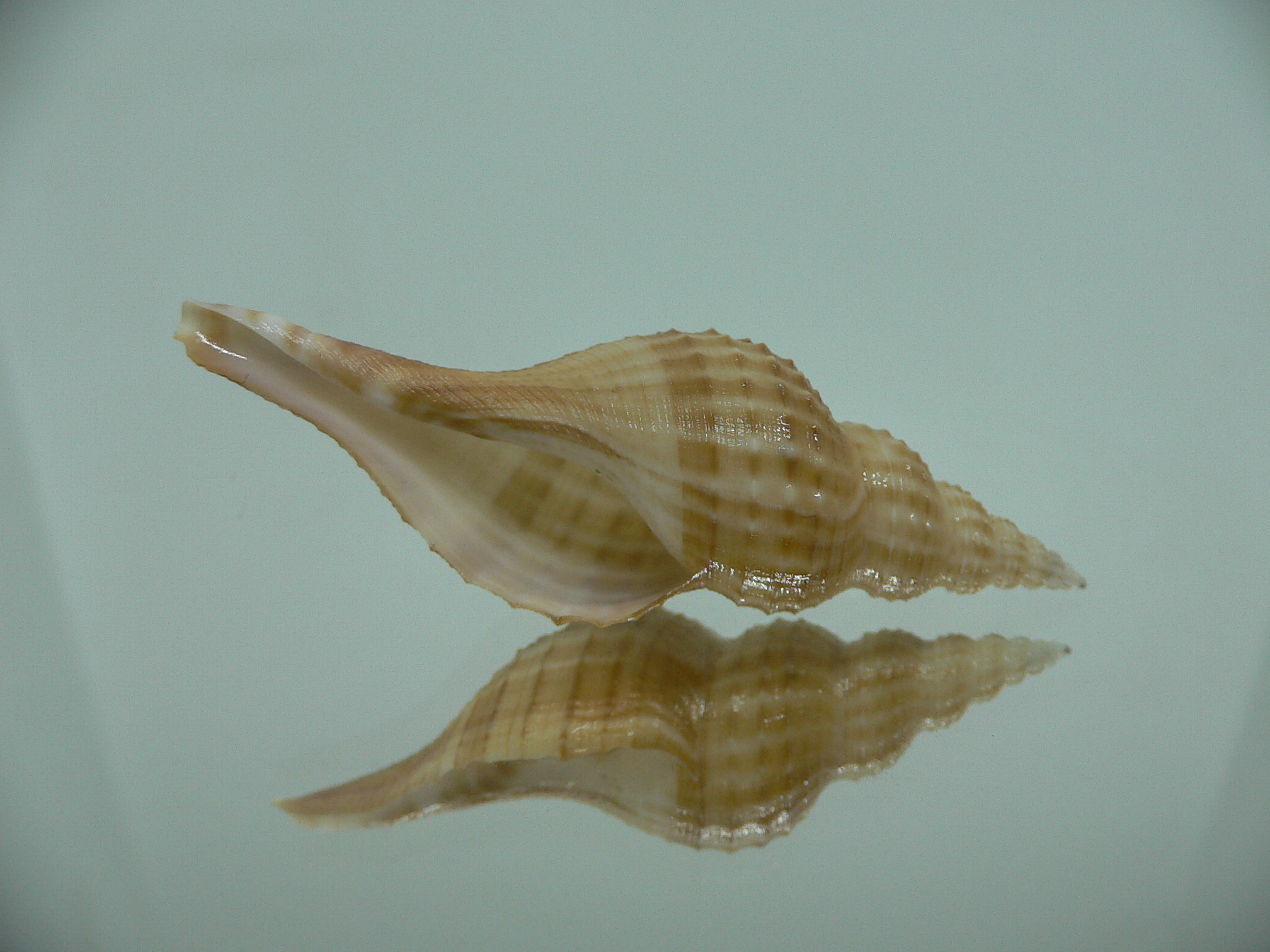 Granulifusus hayashii MOTLEY