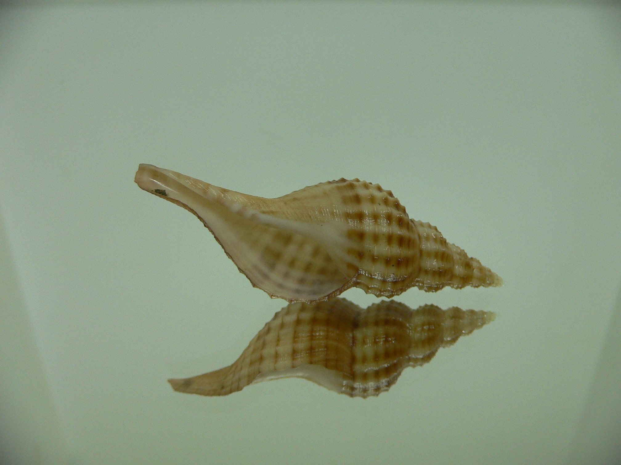 Granulifusus hayashii MOTLEY
