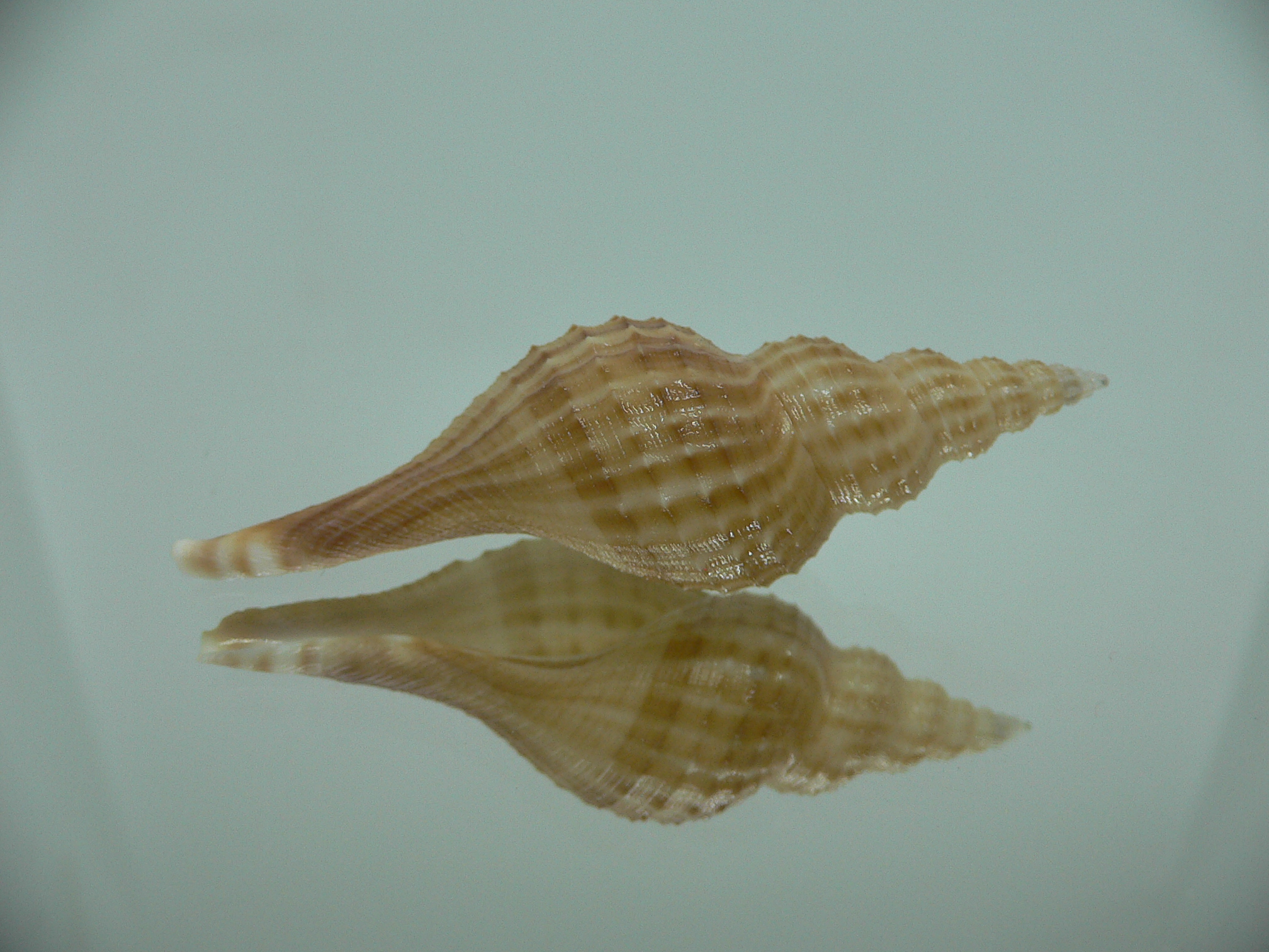 Granulifusus hayashii MOTLEY