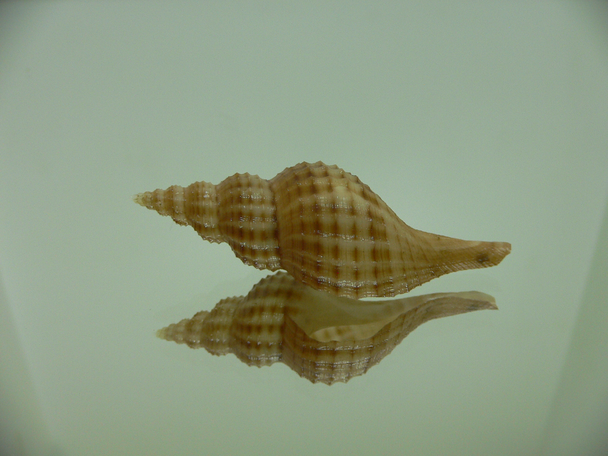 Granulifusus hayashii MOTLEY