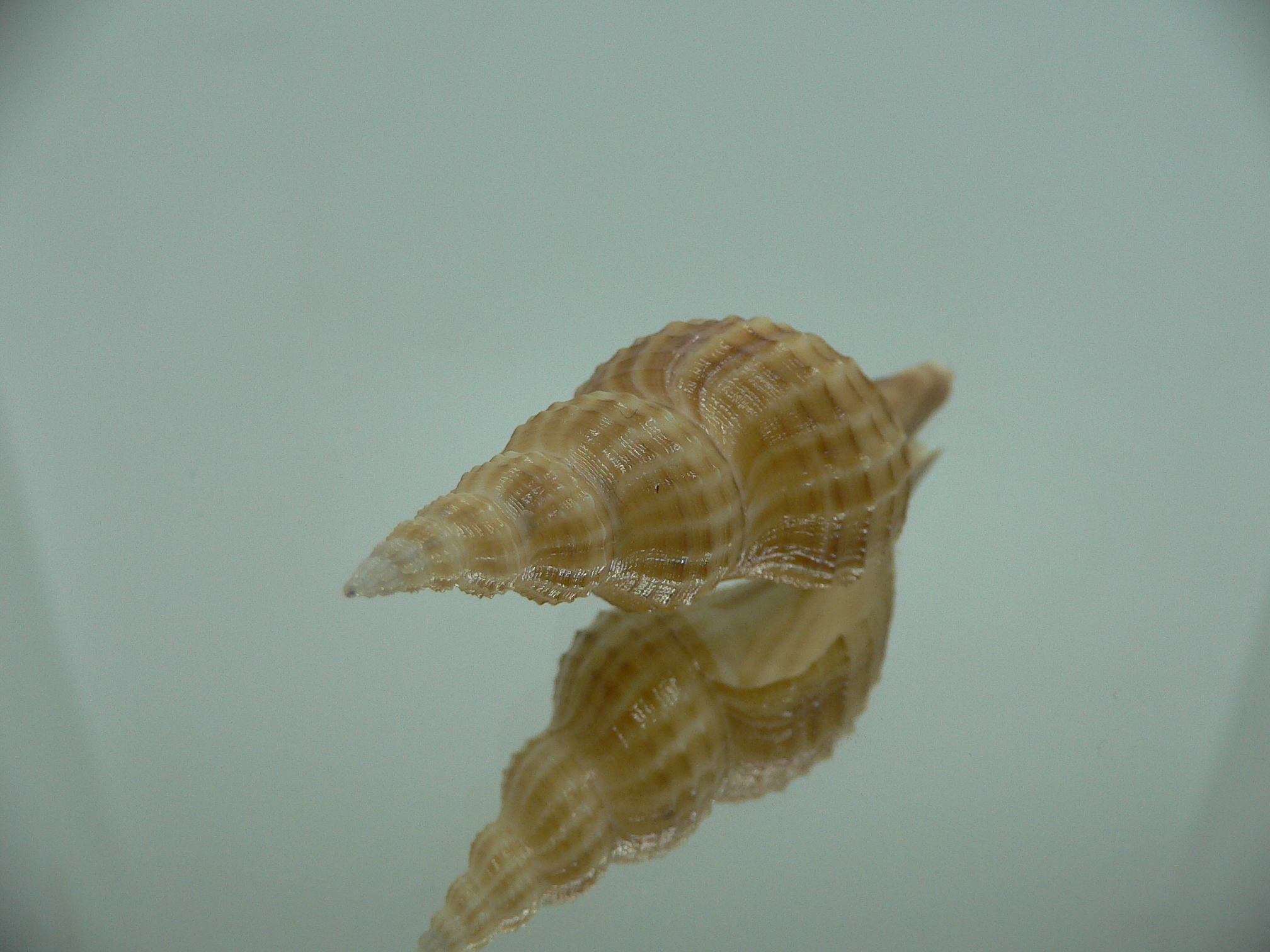 Granulifusus hayashii MOTLEY