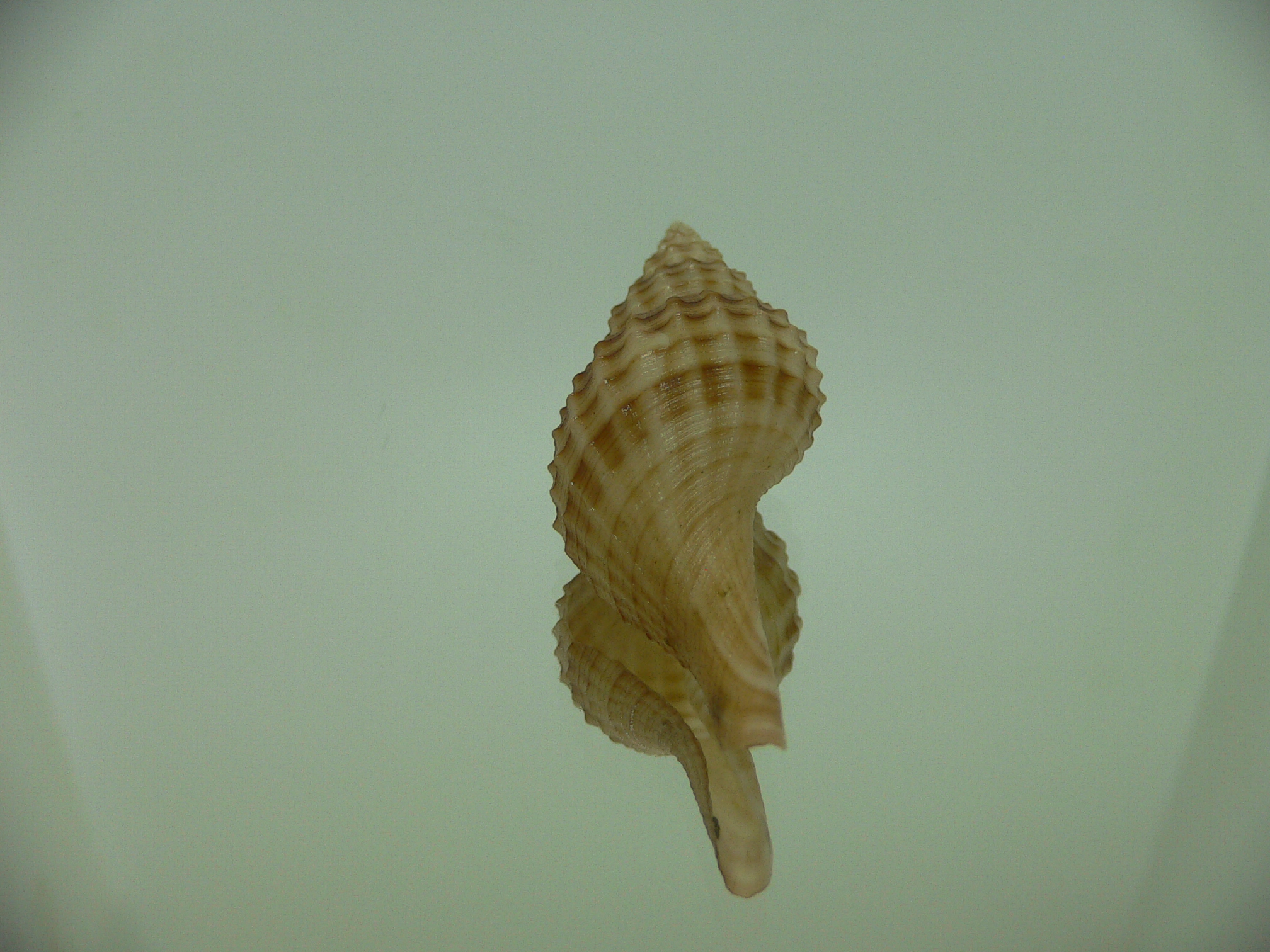 Granulifusus hayashii MOTLEY