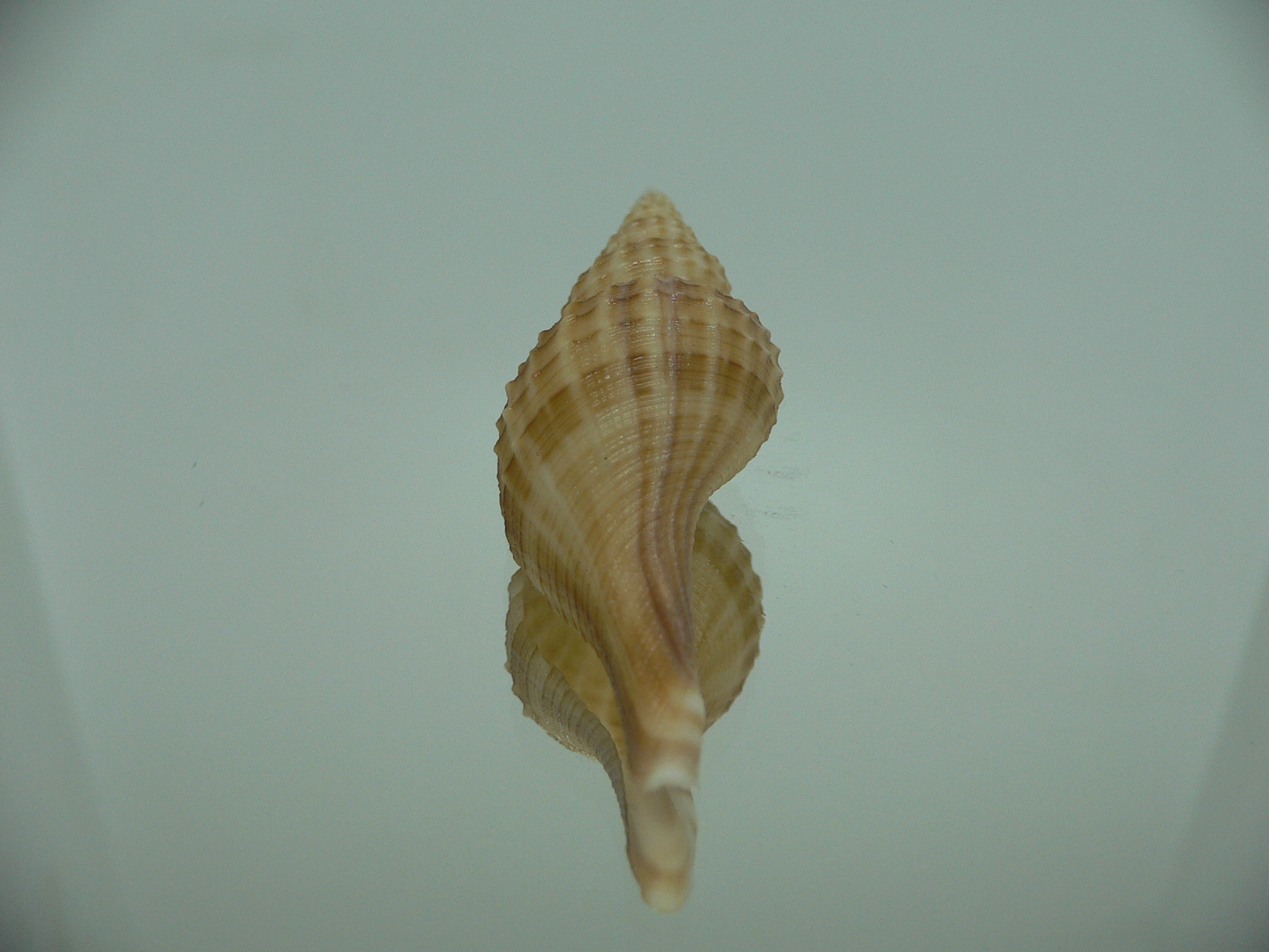 Granulifusus hayashii MOTLEY