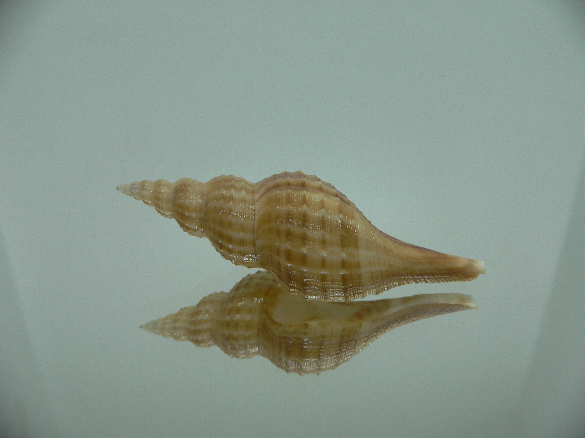 Granulifusus hayashii MOTLEY