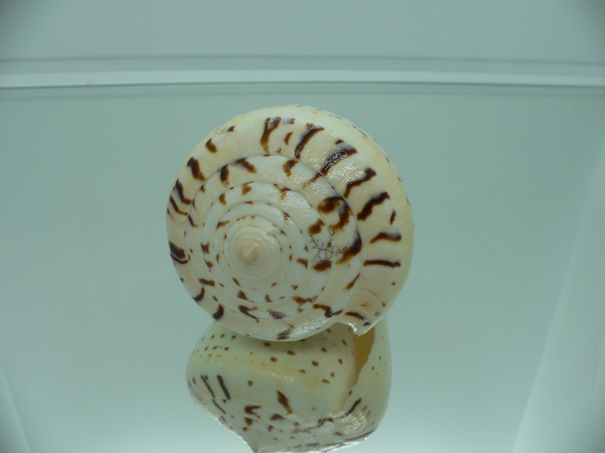 Conus betulinus MASSIVE