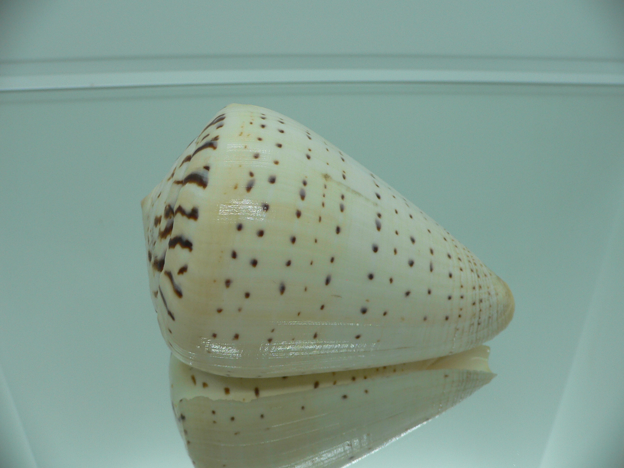 Conus betulinus MASSIVE