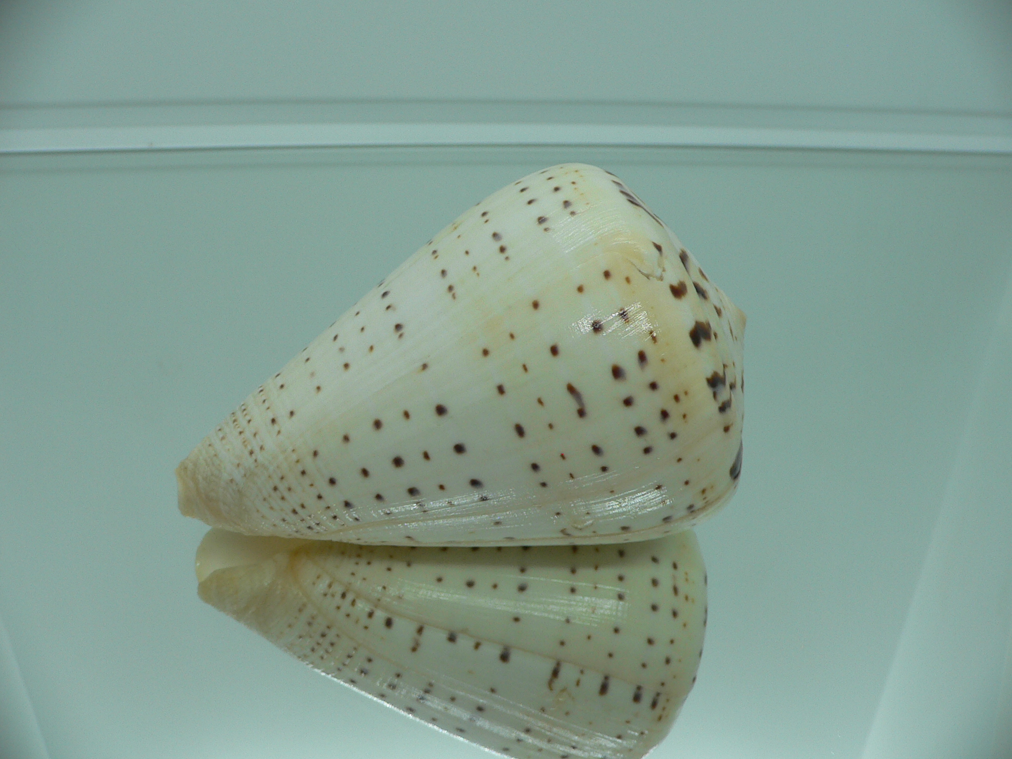 Conus betulinus MASSIVE