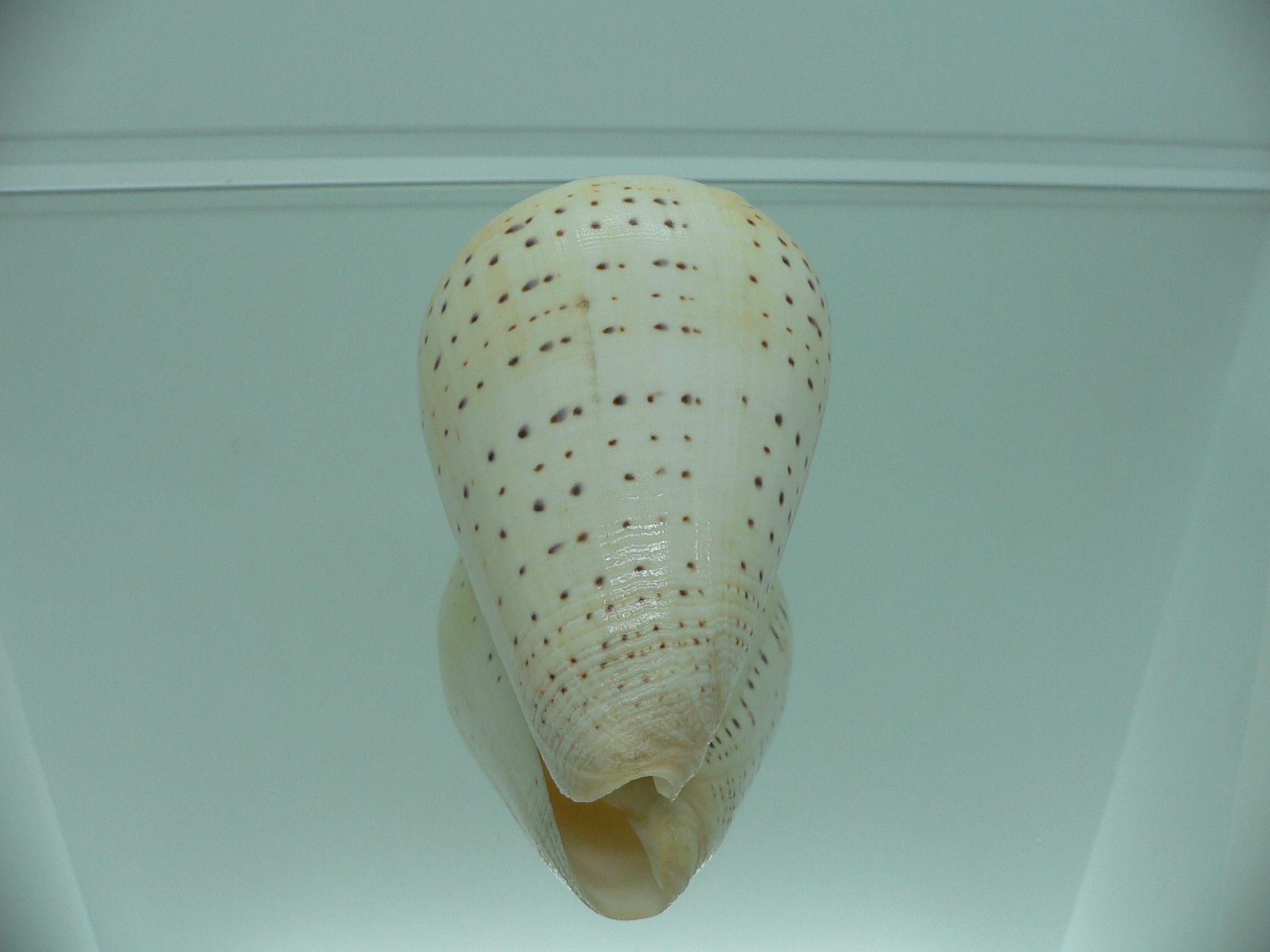 Conus betulinus MASSIVE