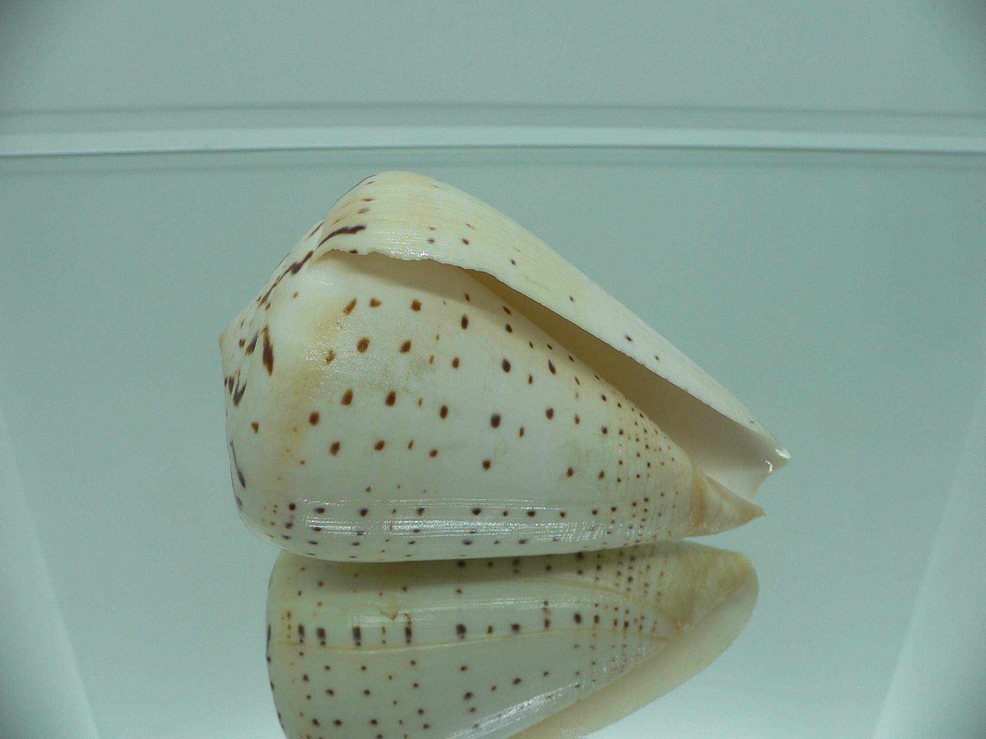 Conus betulinus MASSIVE