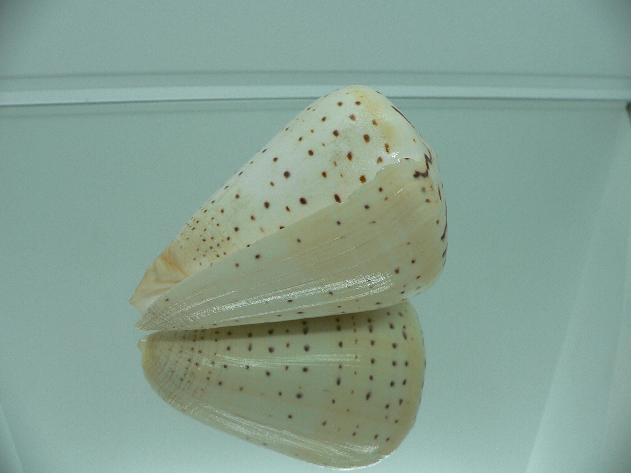 Conus betulinus MASSIVE