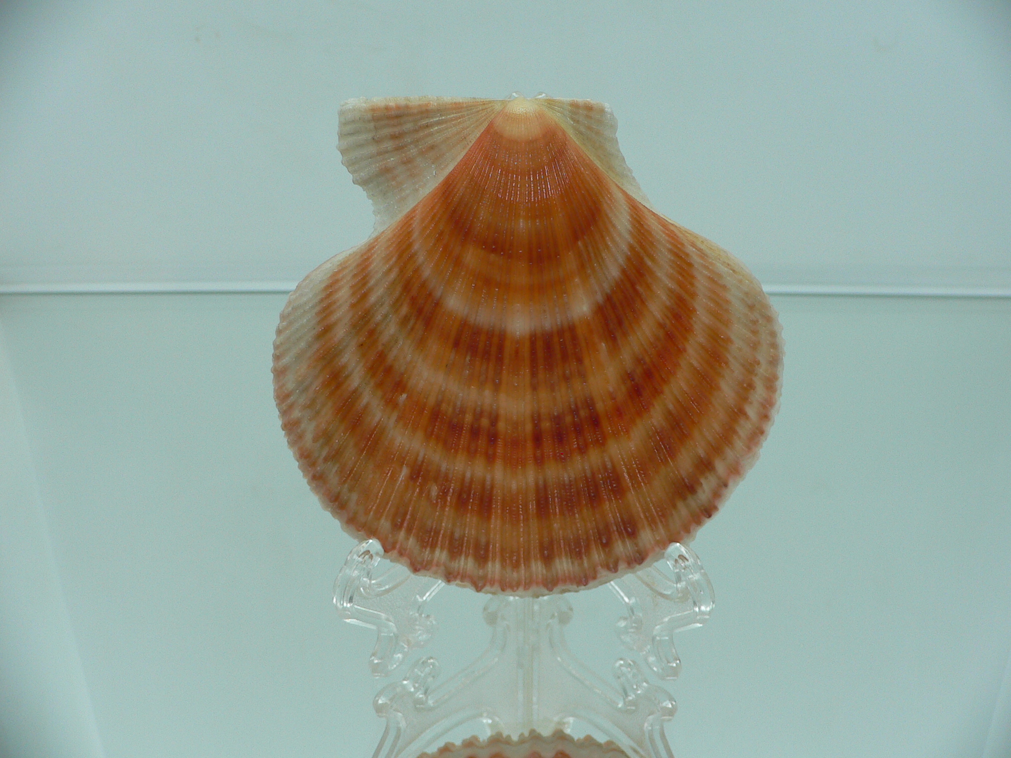 Chlamys islandica ORANGE