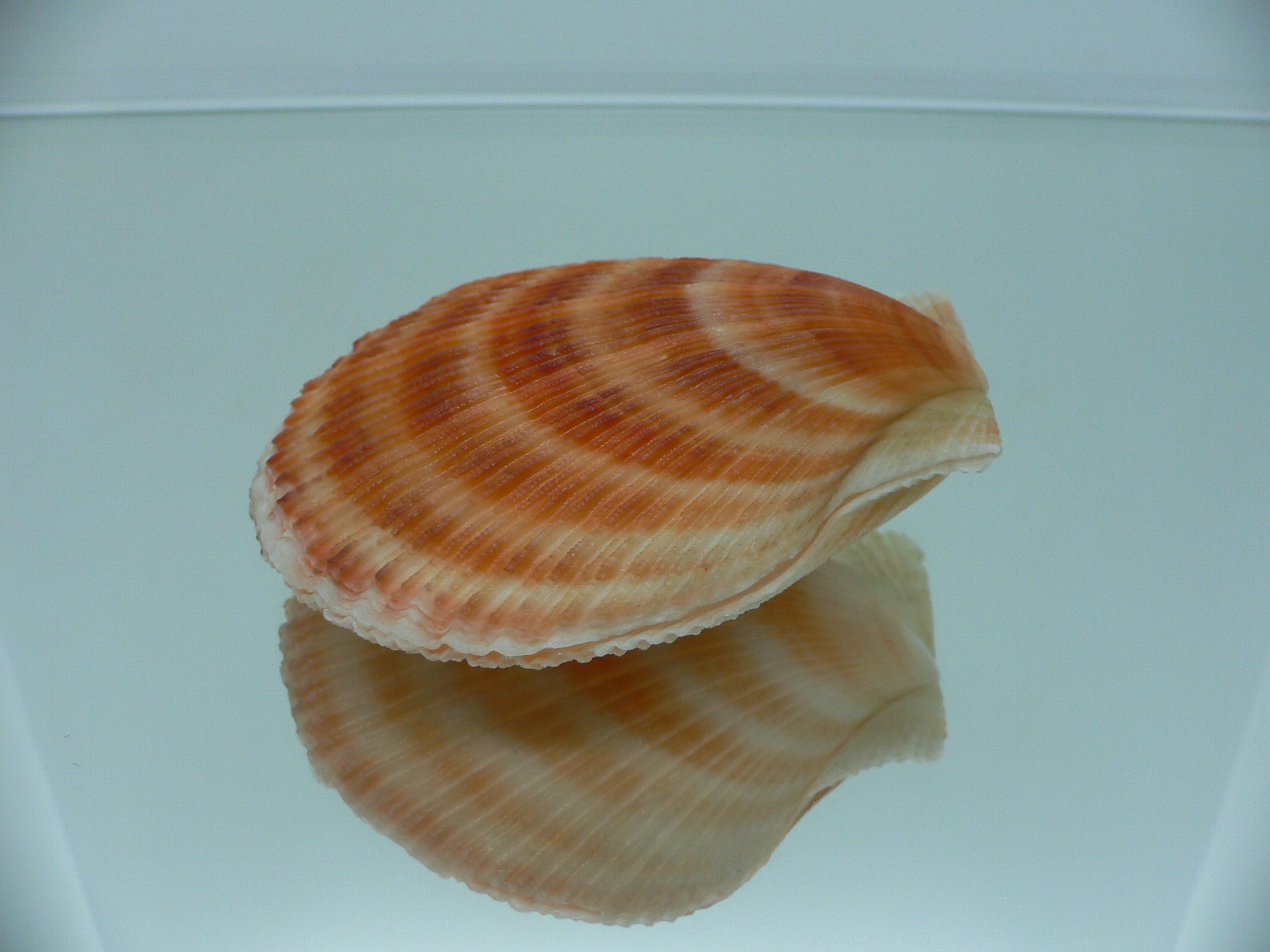 Chlamys islandica ORANGE