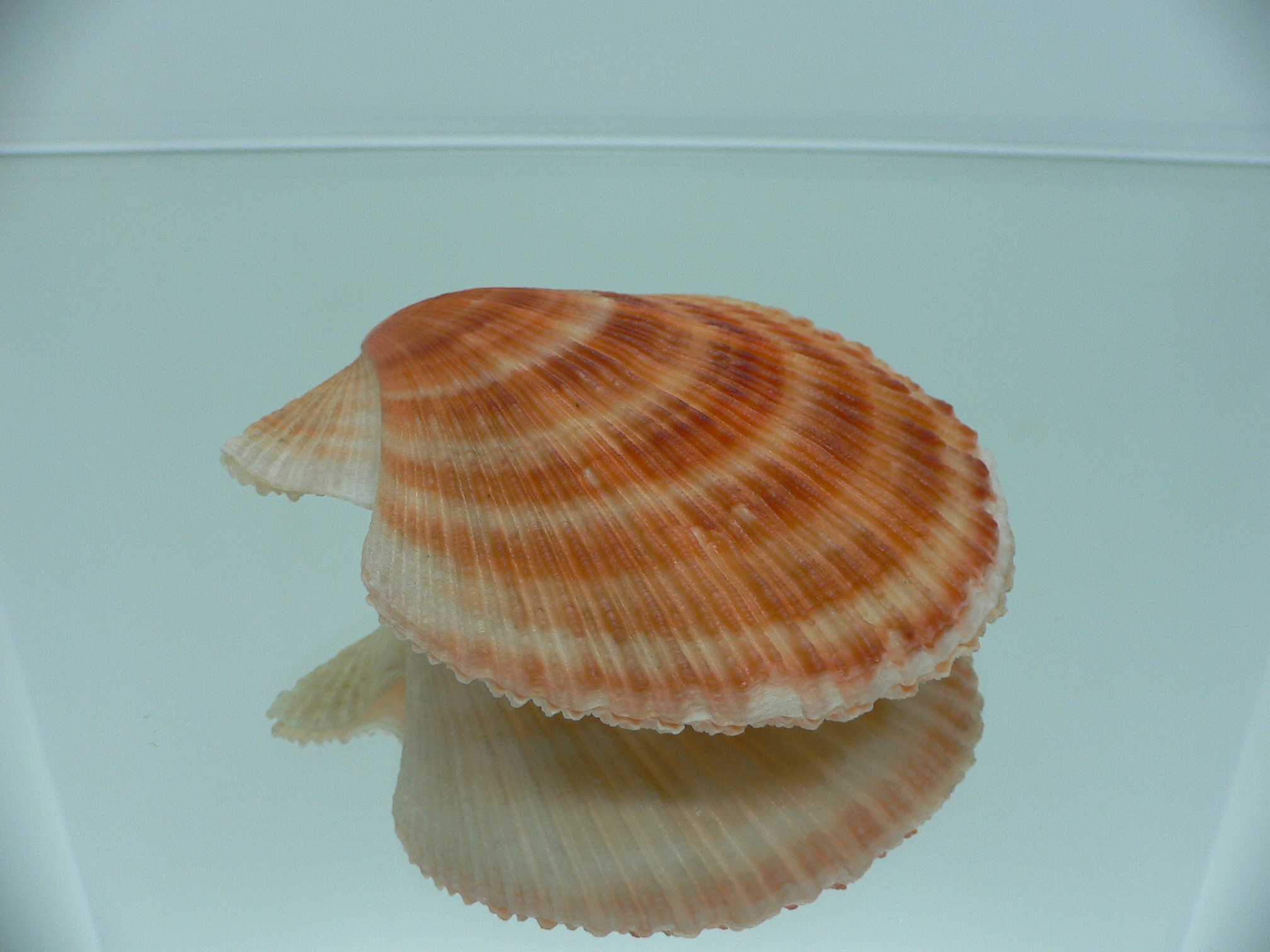 Chlamys islandica ORANGE