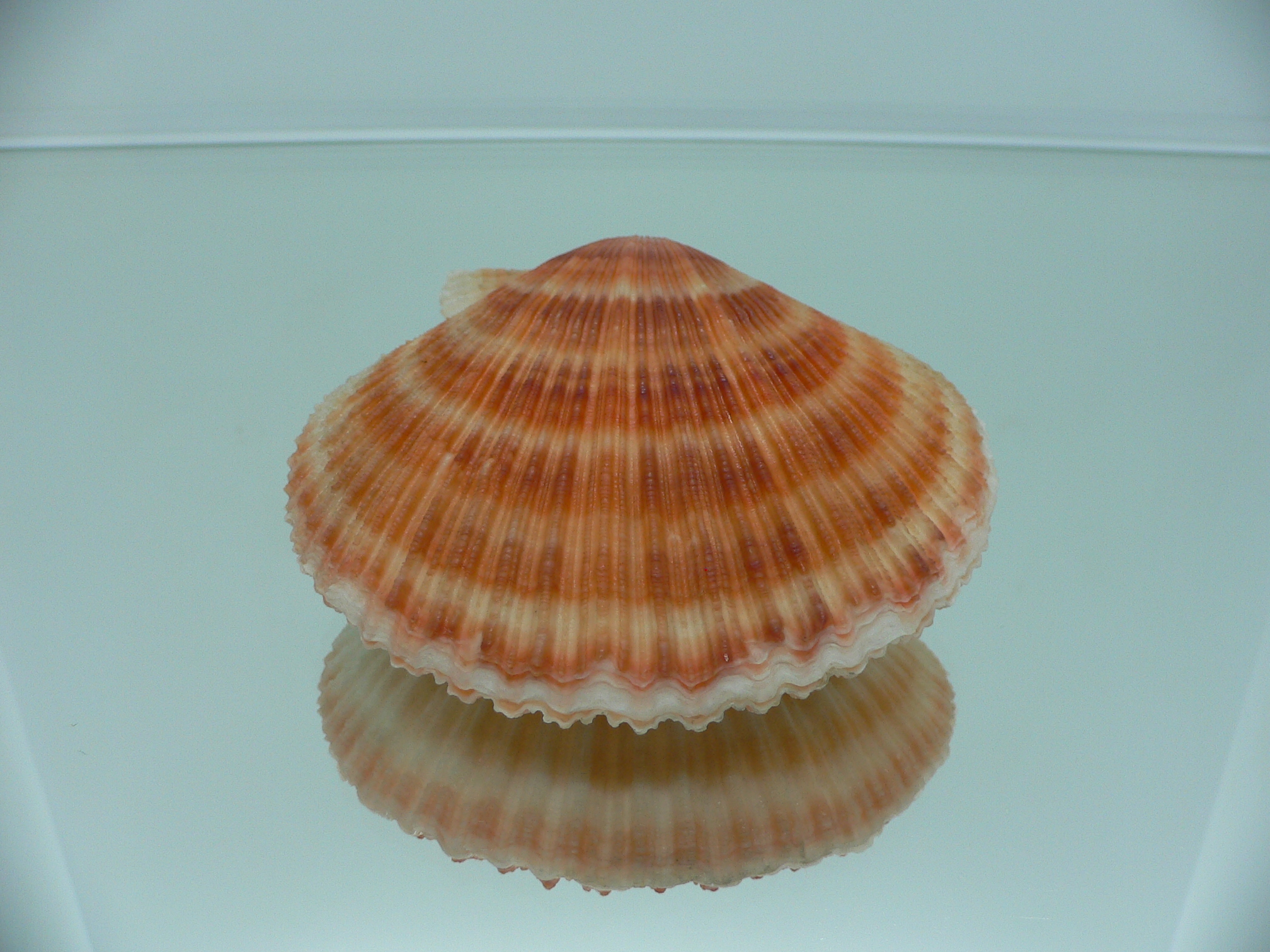 Chlamys islandica ORANGE