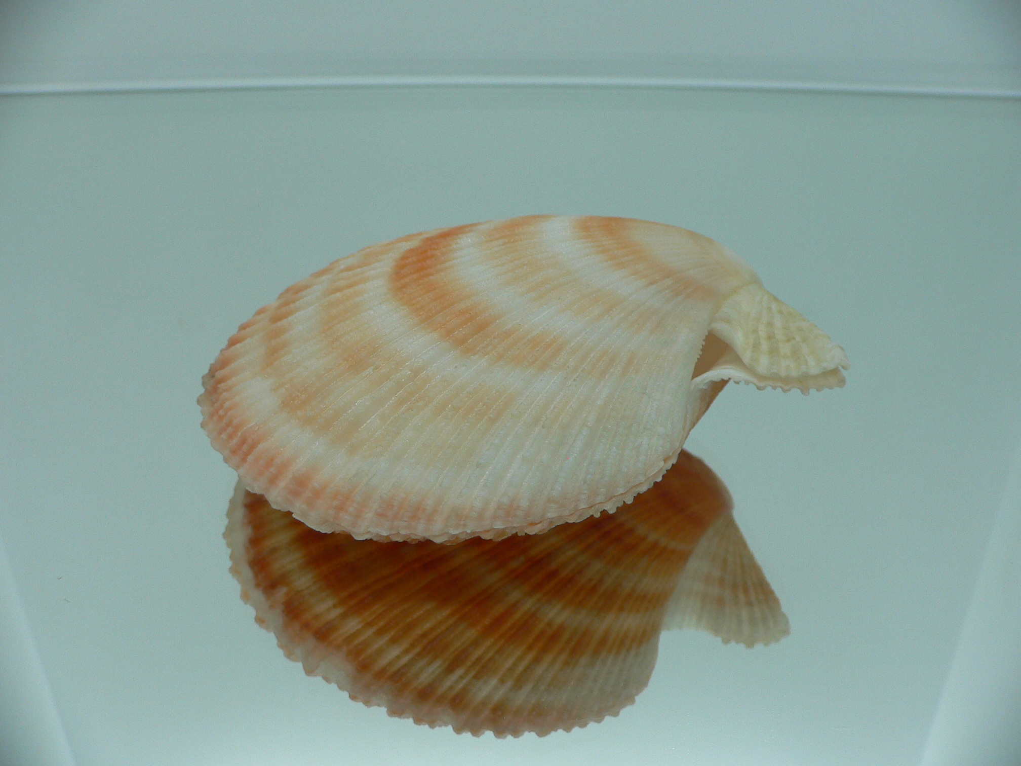 Chlamys islandica ORANGE