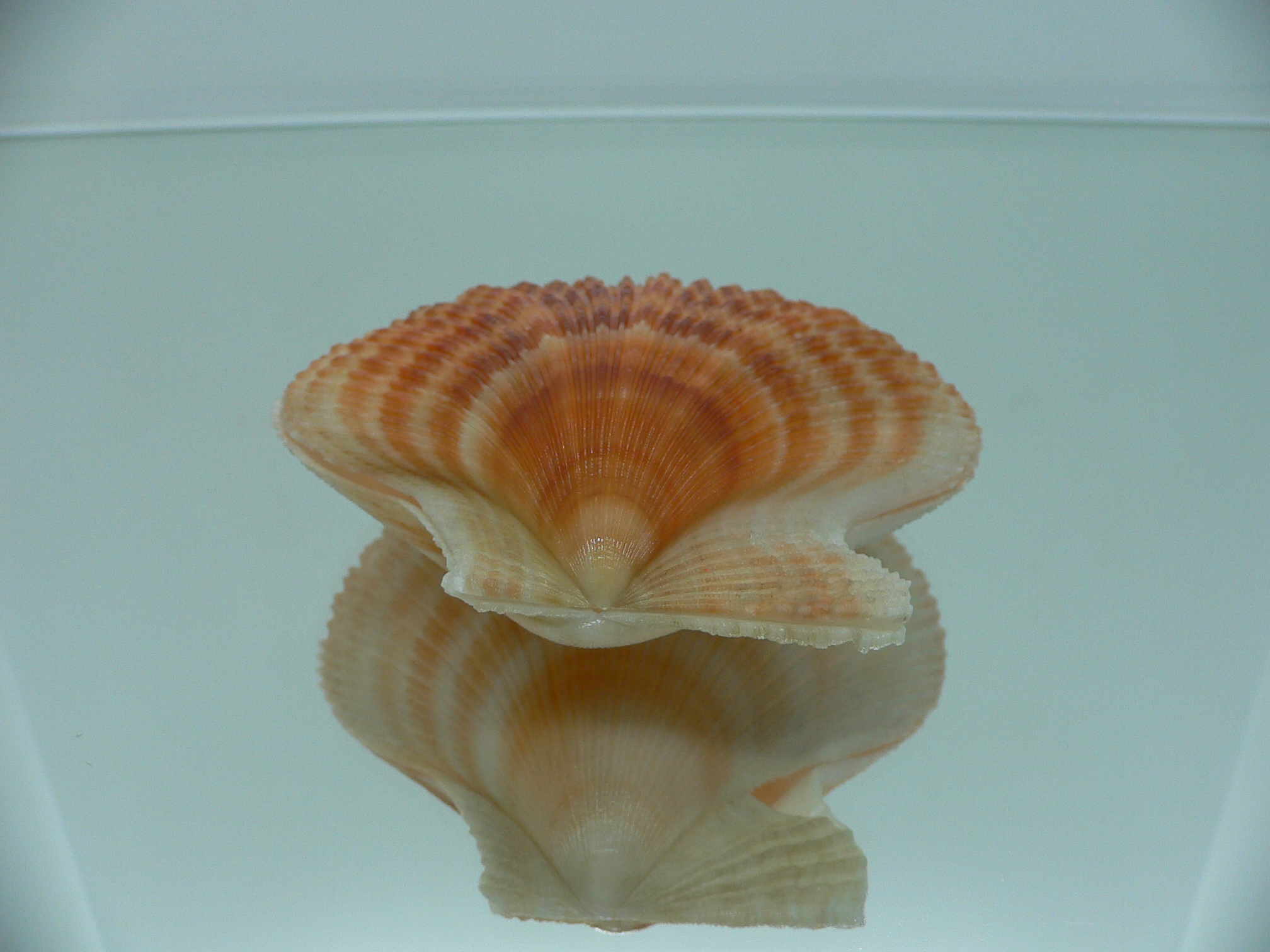 Chlamys islandica ORANGE