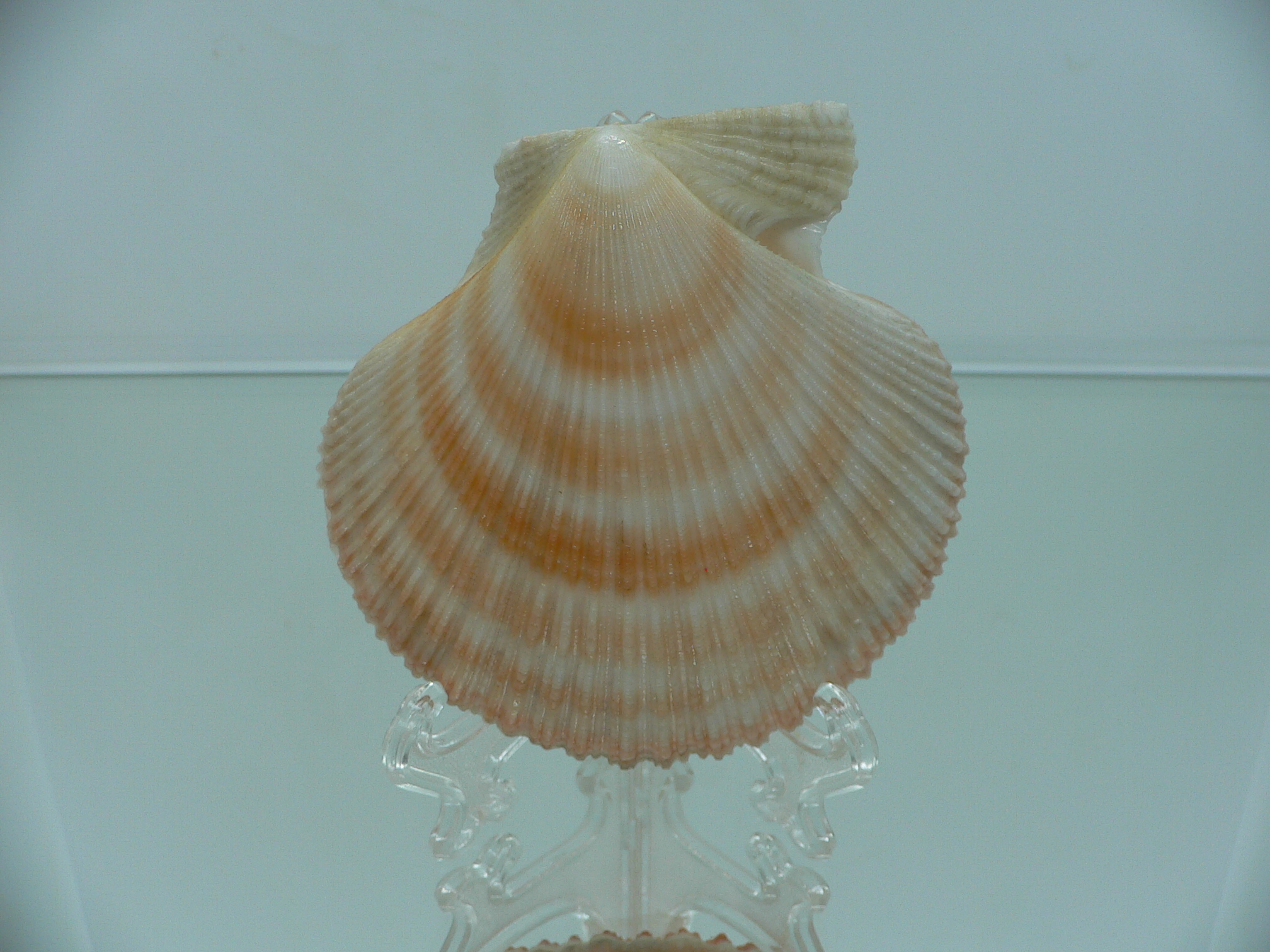 Chlamys islandica ORANGE
