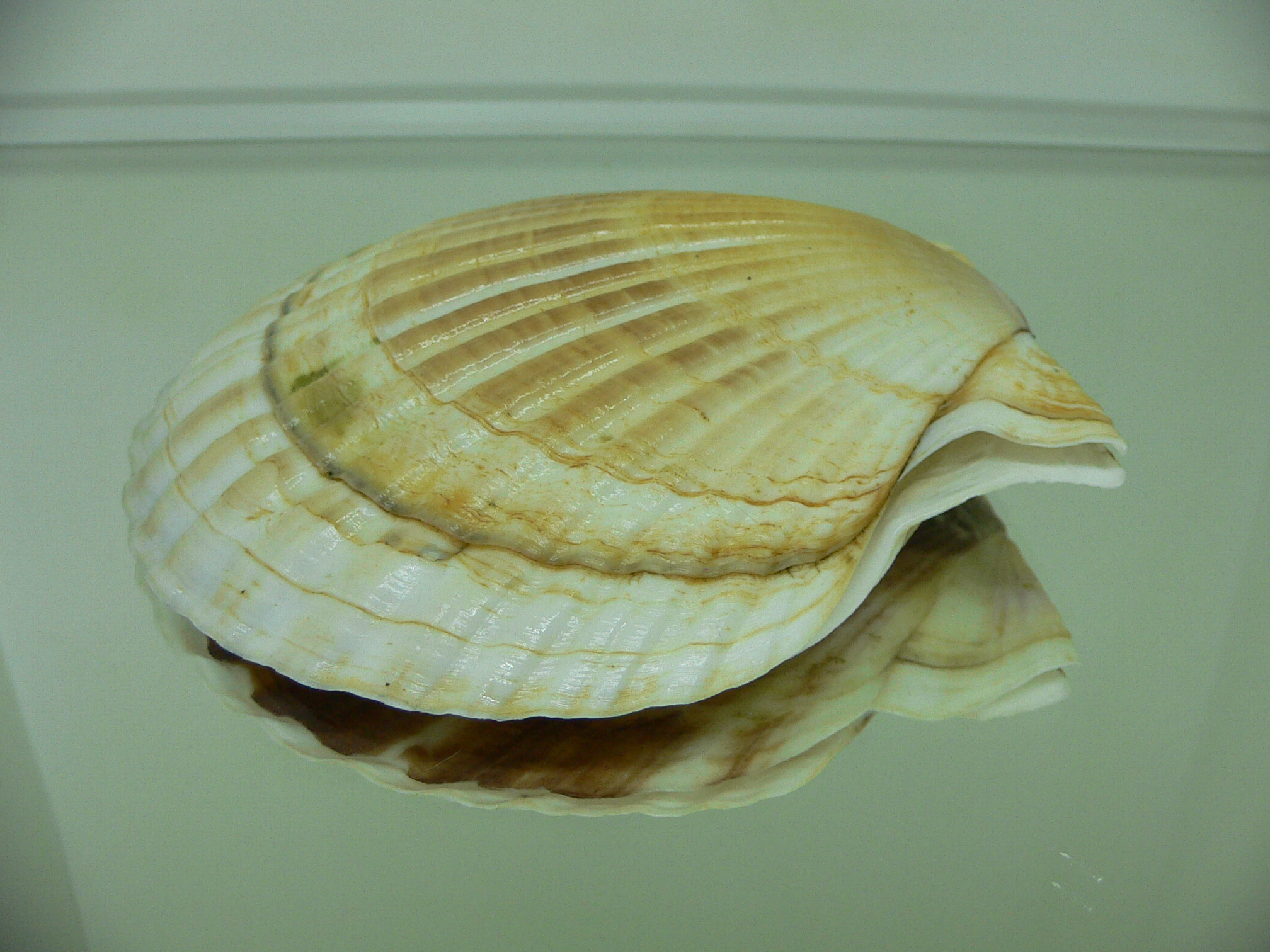 Patinopecten yessoensis STRIP