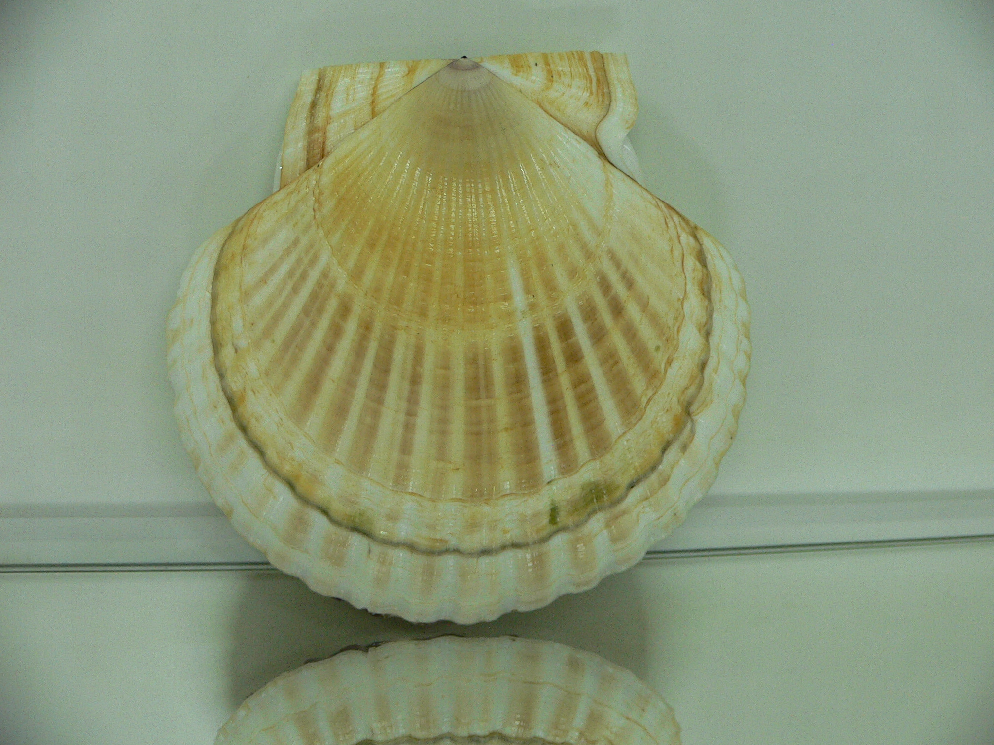 Patinopecten yessoensis STRIP