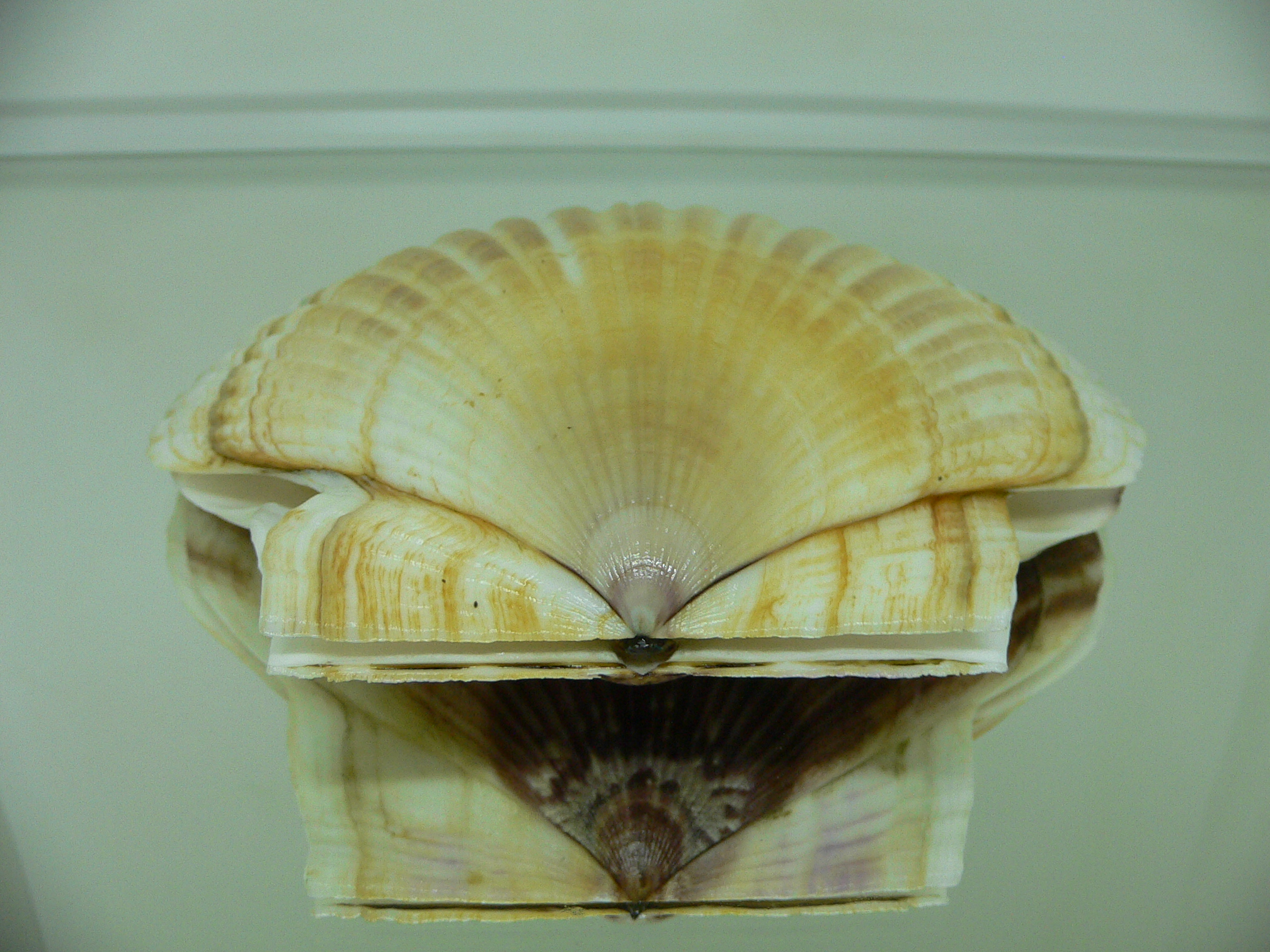 Patinopecten yessoensis STRIP