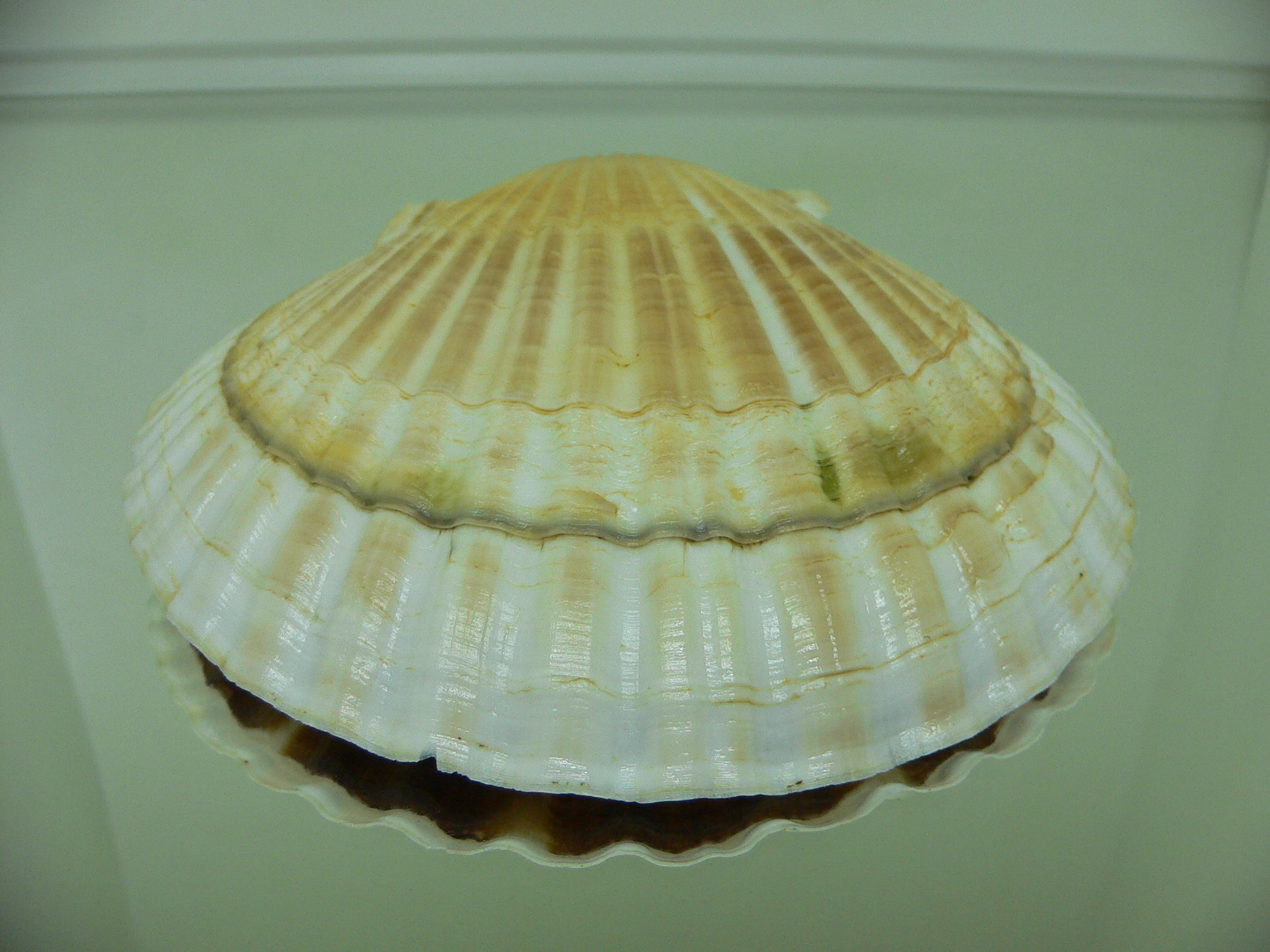 Patinopecten yessoensis STRIP