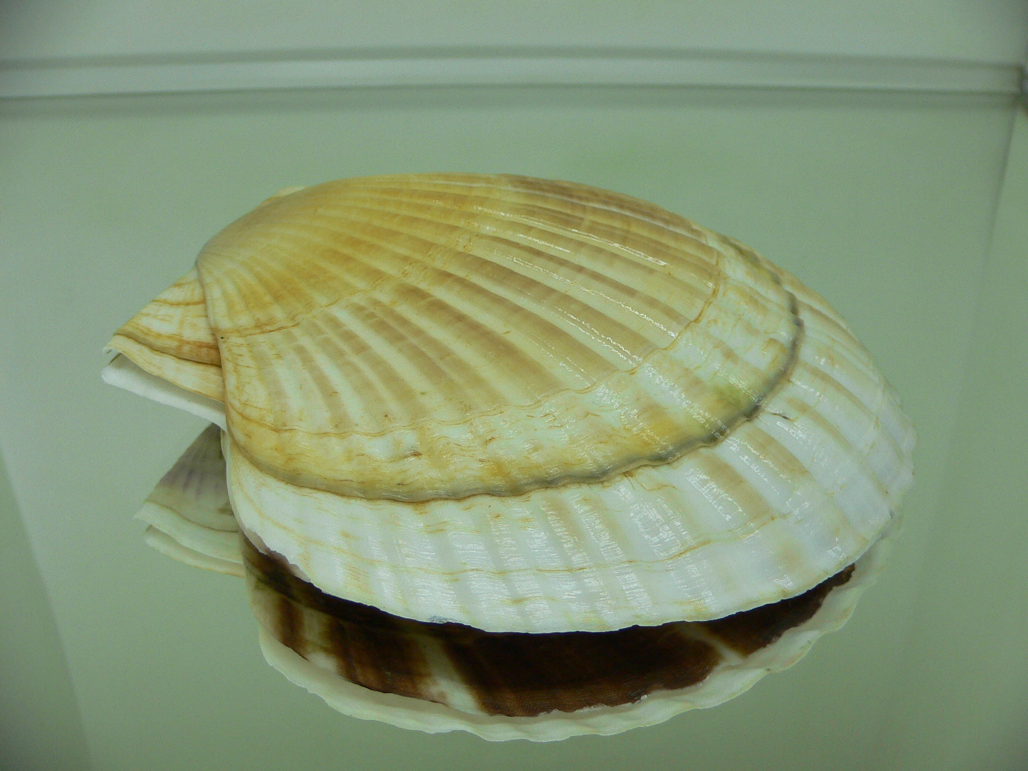 Patinopecten yessoensis STRIP