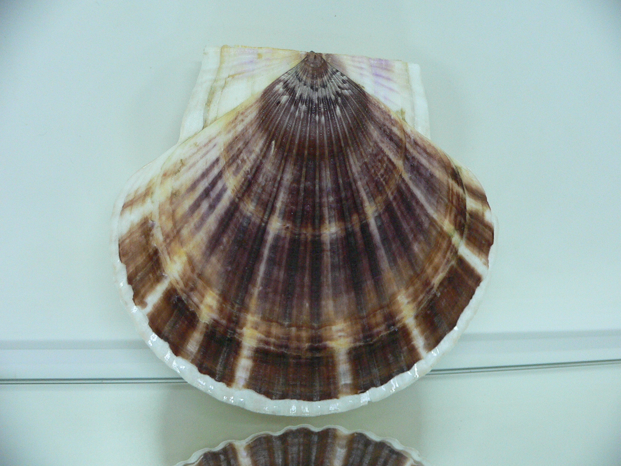 Patinopecten yessoensis STRIP