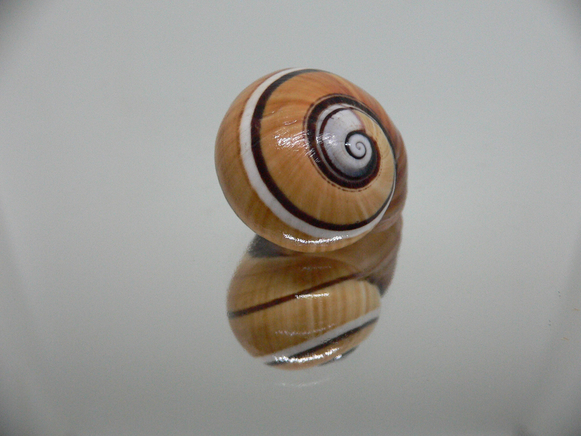 Polymita picta cf. picta STRIPES