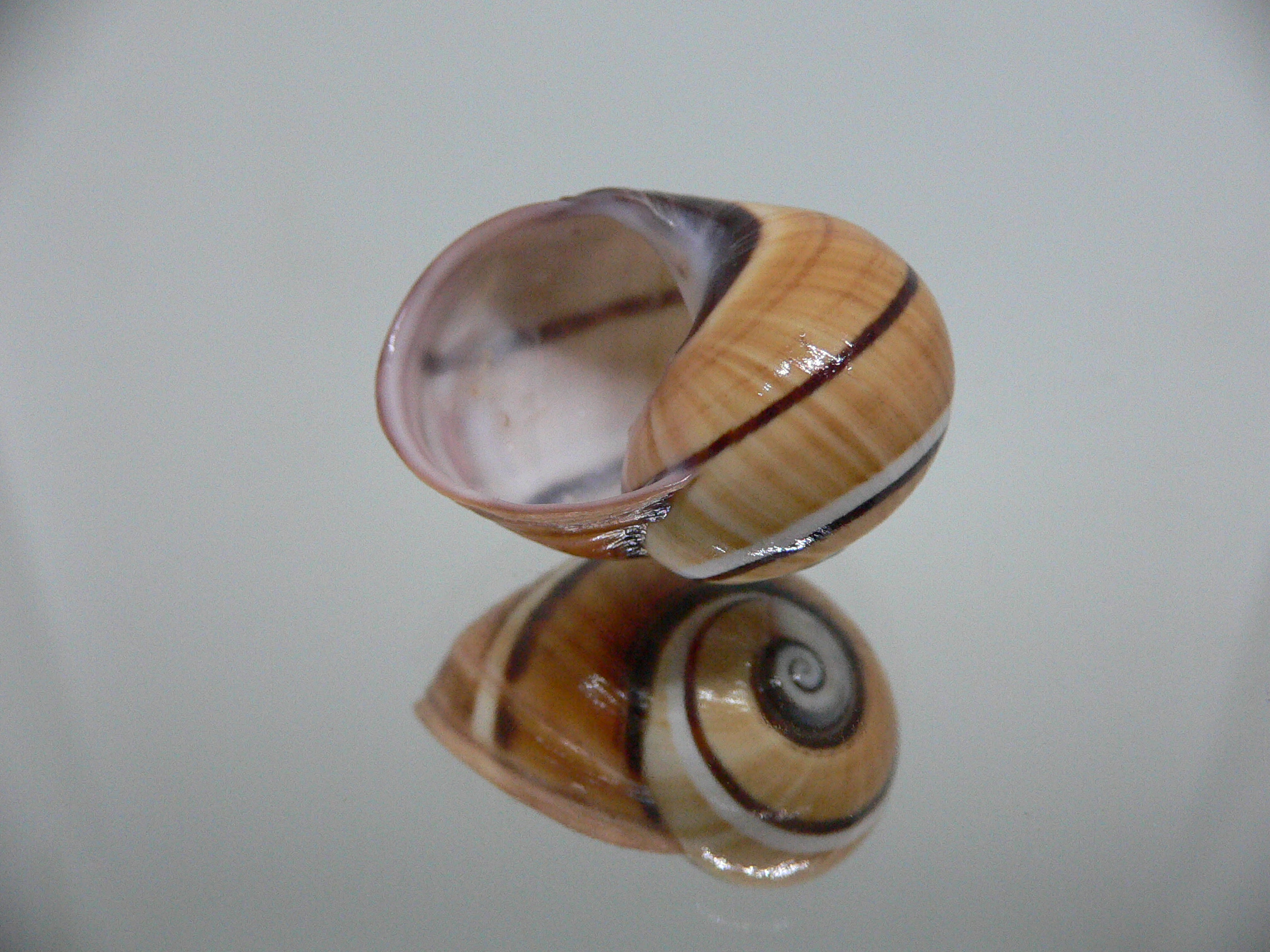 Polymita picta cf. picta STRIPES