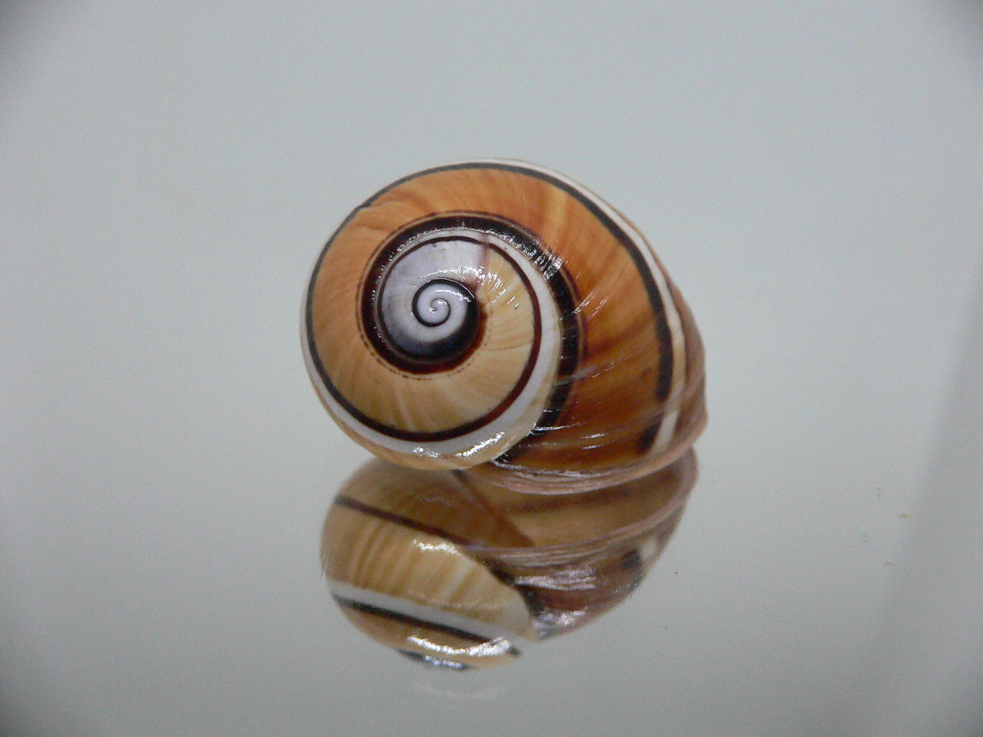 Polymita picta cf. picta STRIPES