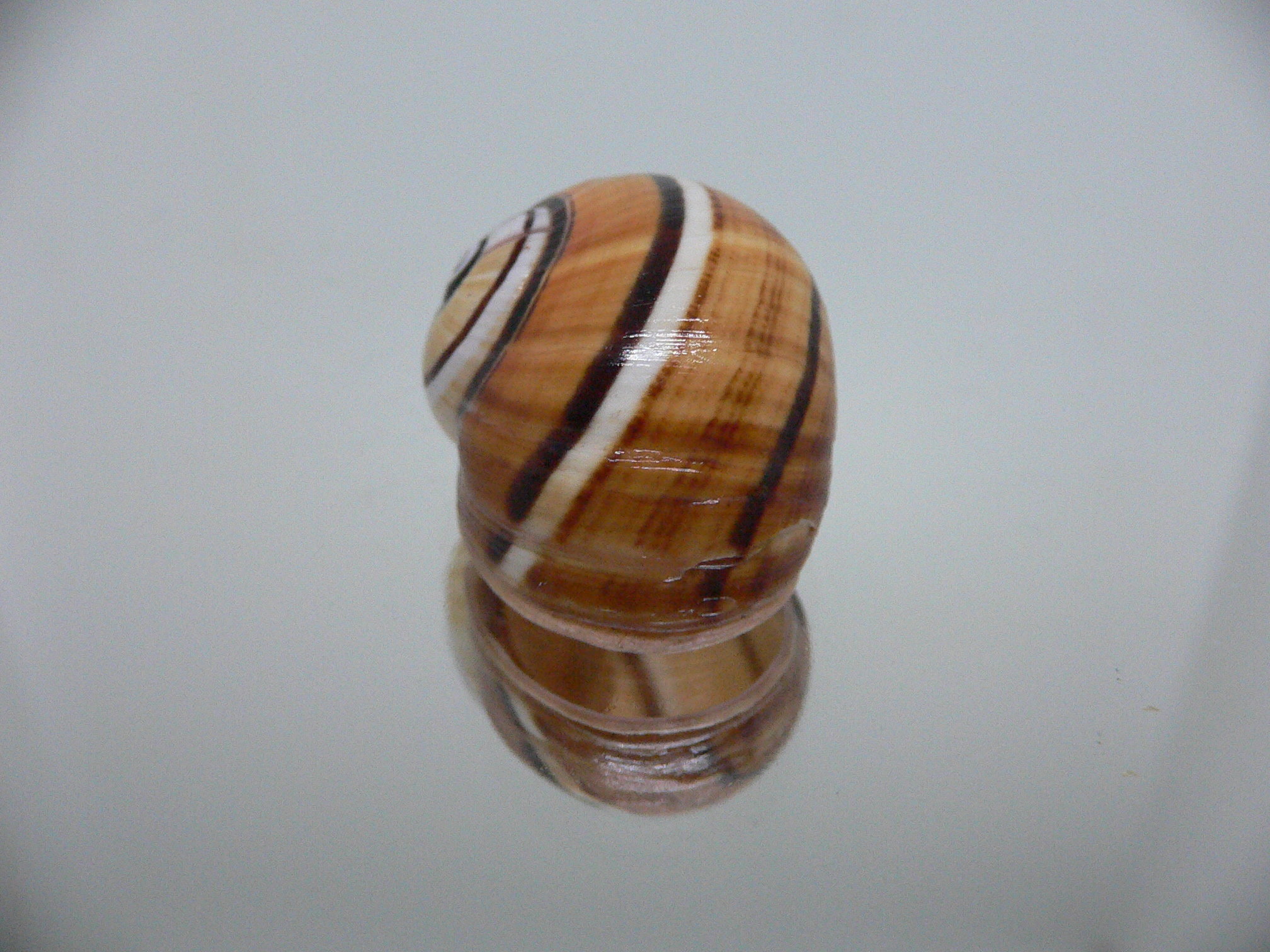 Polymita picta cf. picta STRIPES