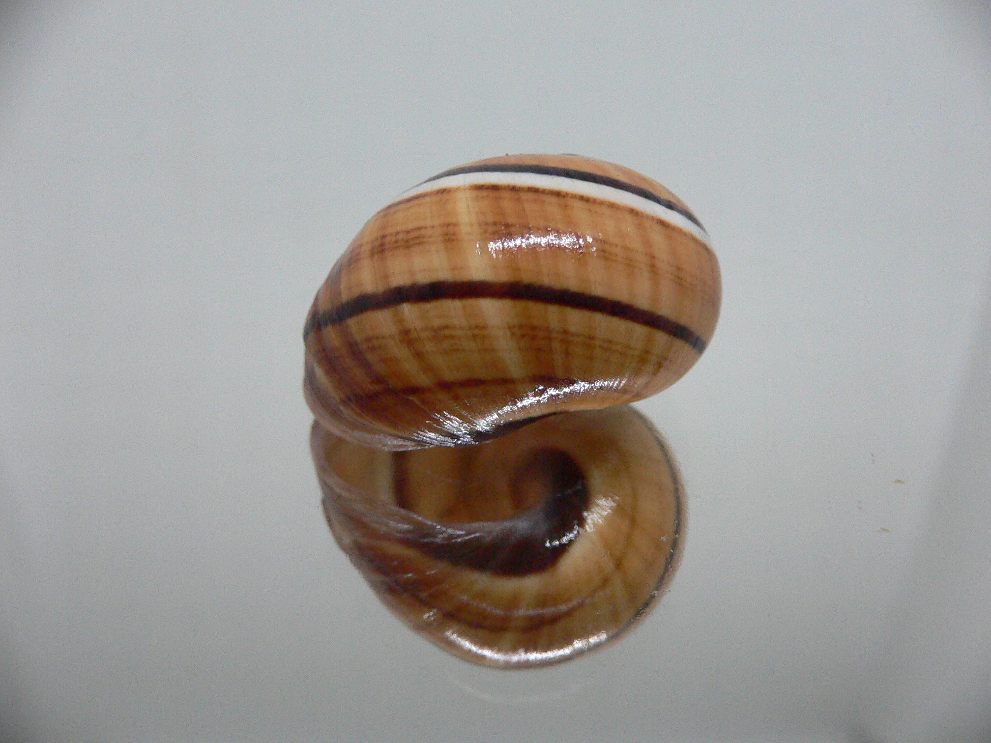 Polymita picta cf. picta STRIPES