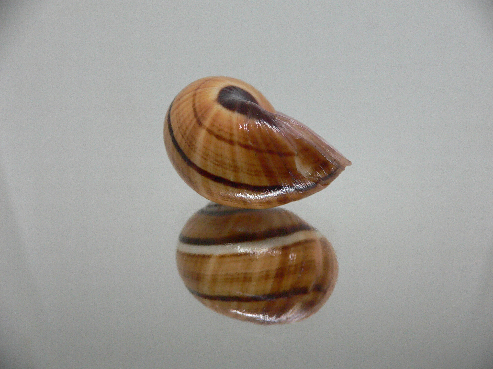 Polymita picta cf. picta STRIPES