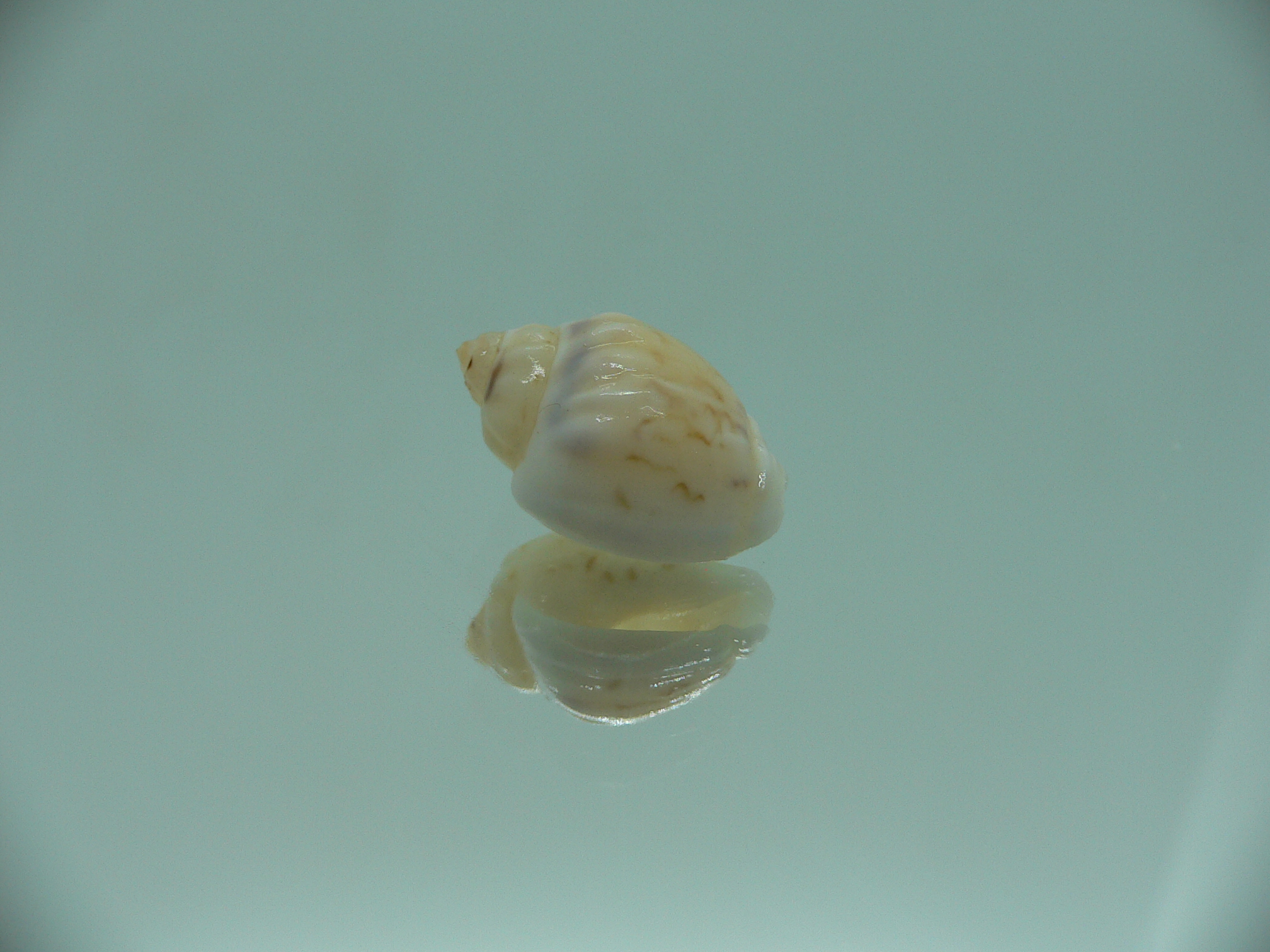 Nassodonta dorri (Oligohalinophila dorri) BRIGHT & BIG