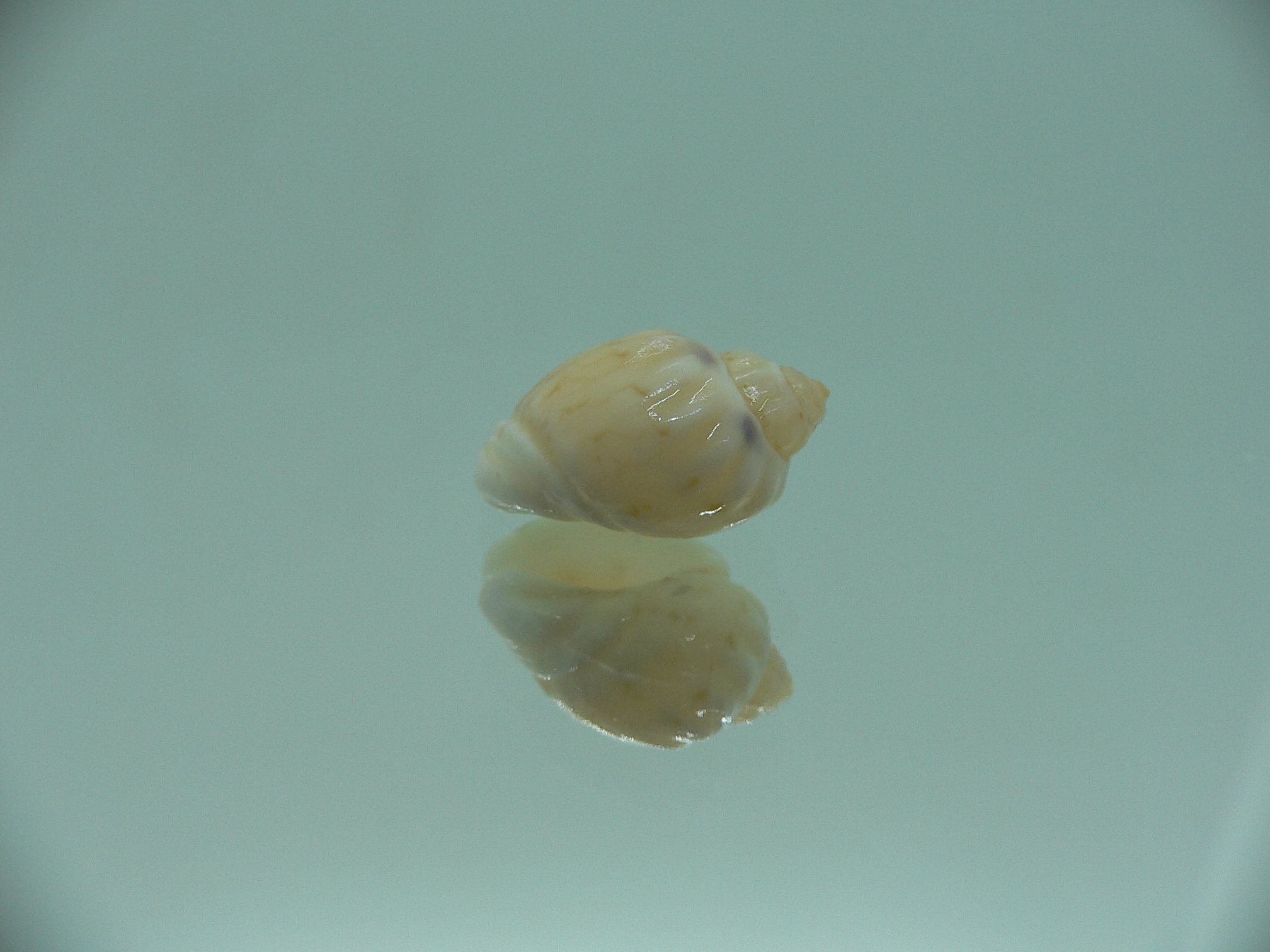 Nassodonta dorri (Oligohalinophila dorri) BRIGHT & BIG