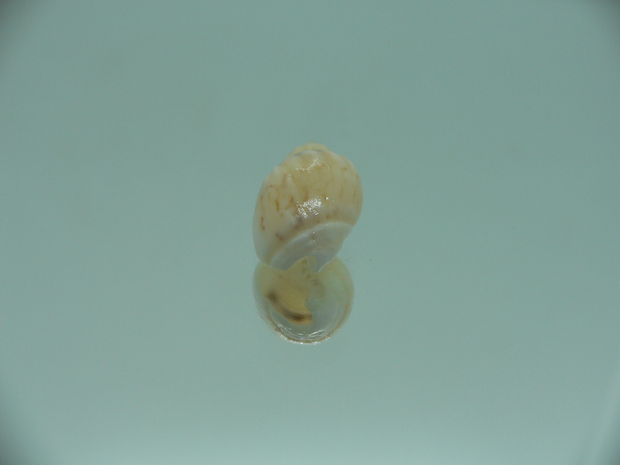 Nassodonta dorri (Oligohalinophila dorri) BRIGHT & BIG