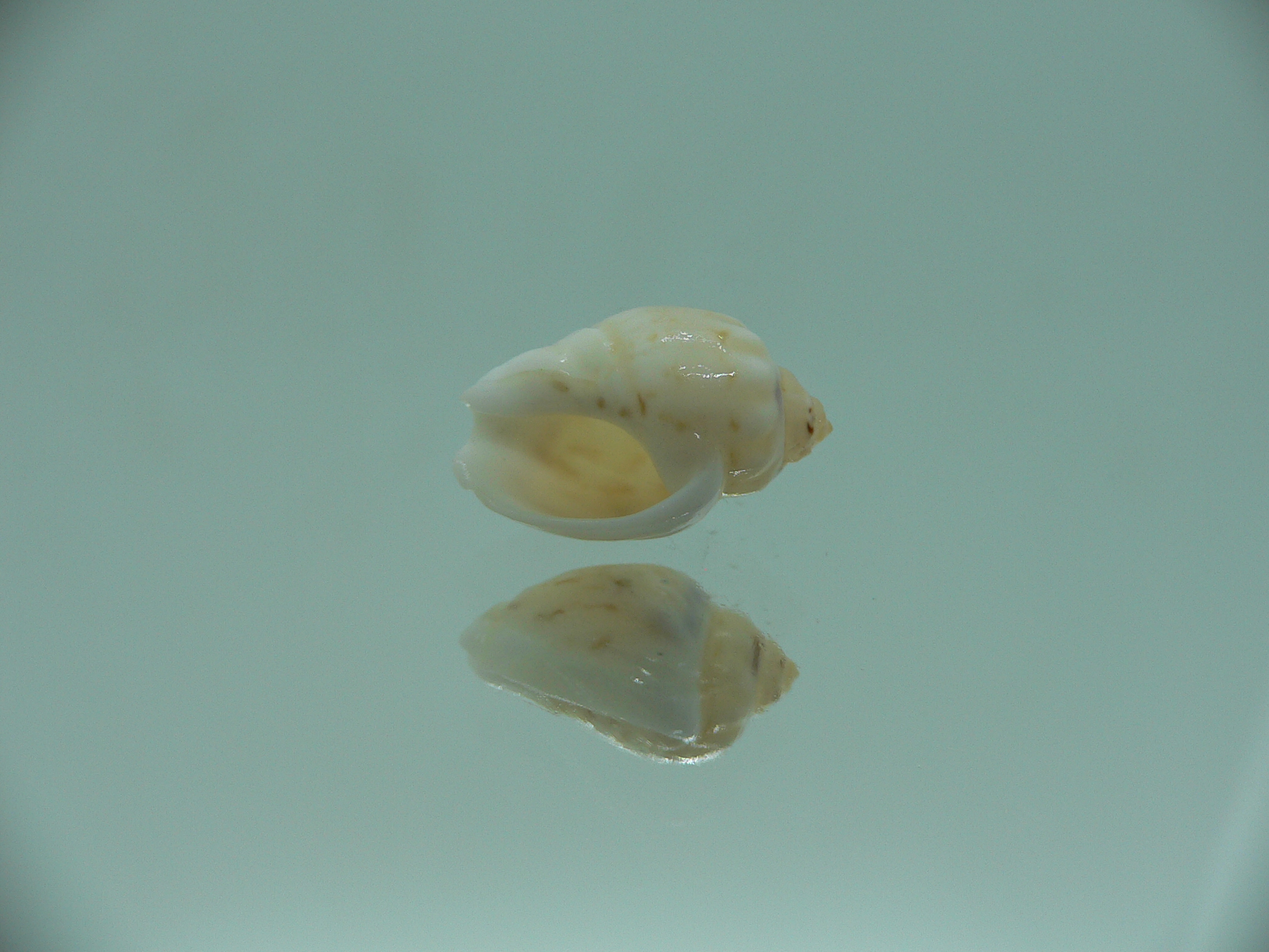 Nassodonta dorri (Oligohalinophila dorri) BRIGHT & BIG