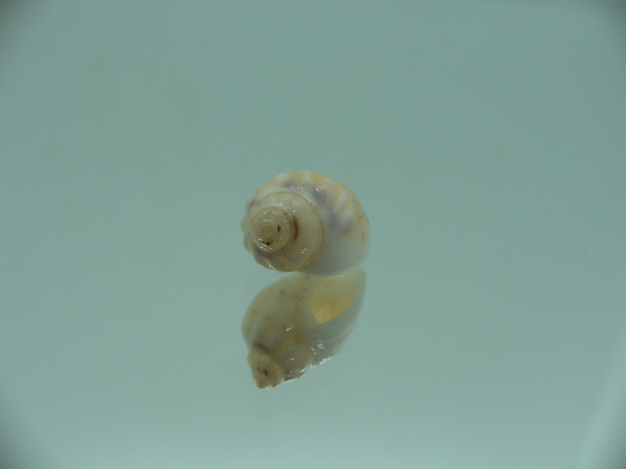 Nassodonta dorri (Oligohalinophila dorri) BRIGHT & BIG