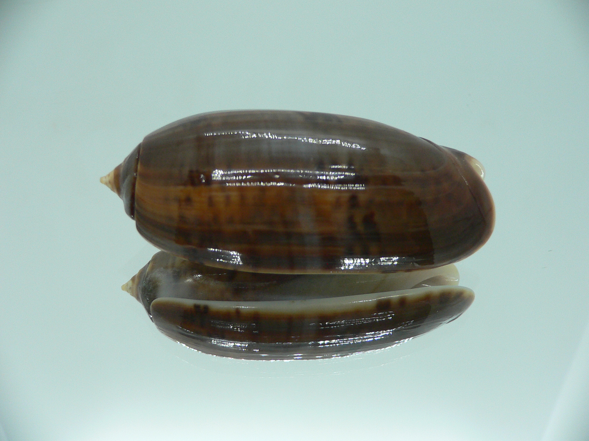 Oliva irisans fordii (var.) SUPER COLORING & BIG