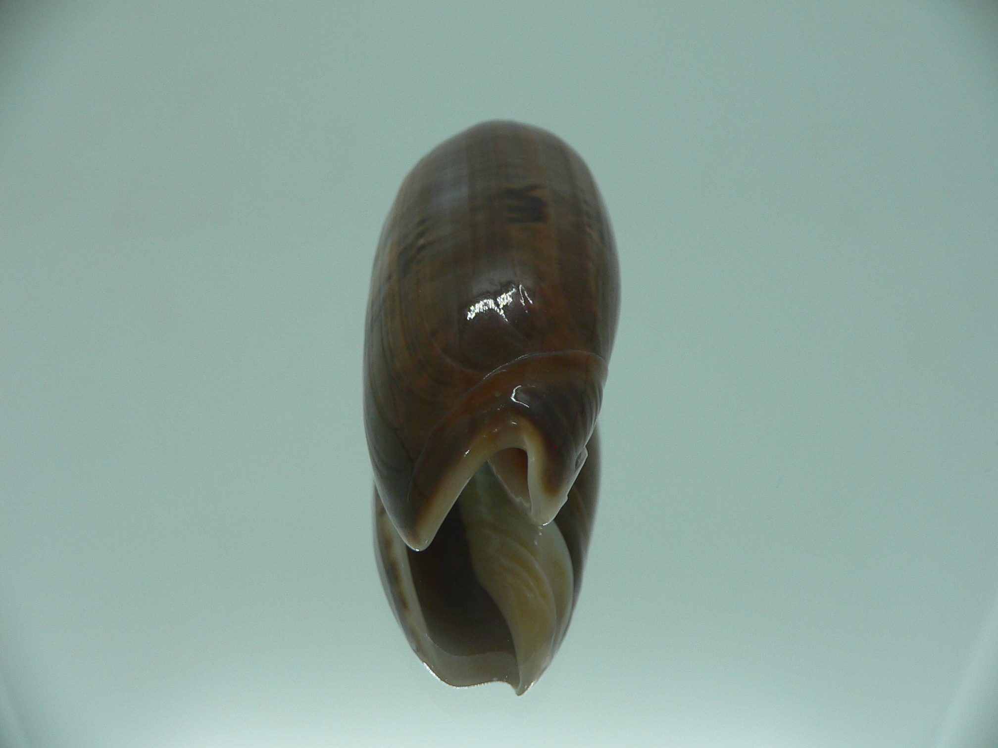 Oliva irisans fordii (var.) SUPER COLORING & BIG