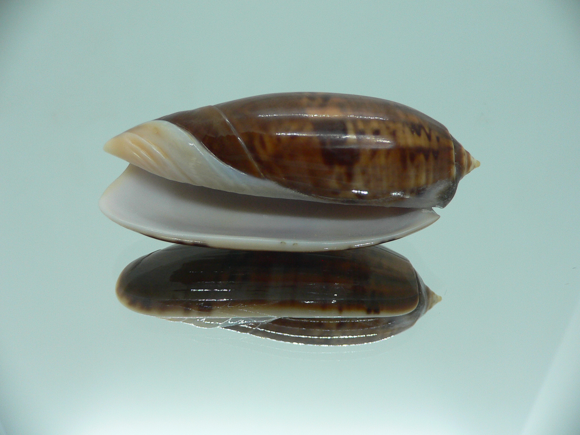 Oliva irisans fordii (var.) SUPER COLORING & BIG