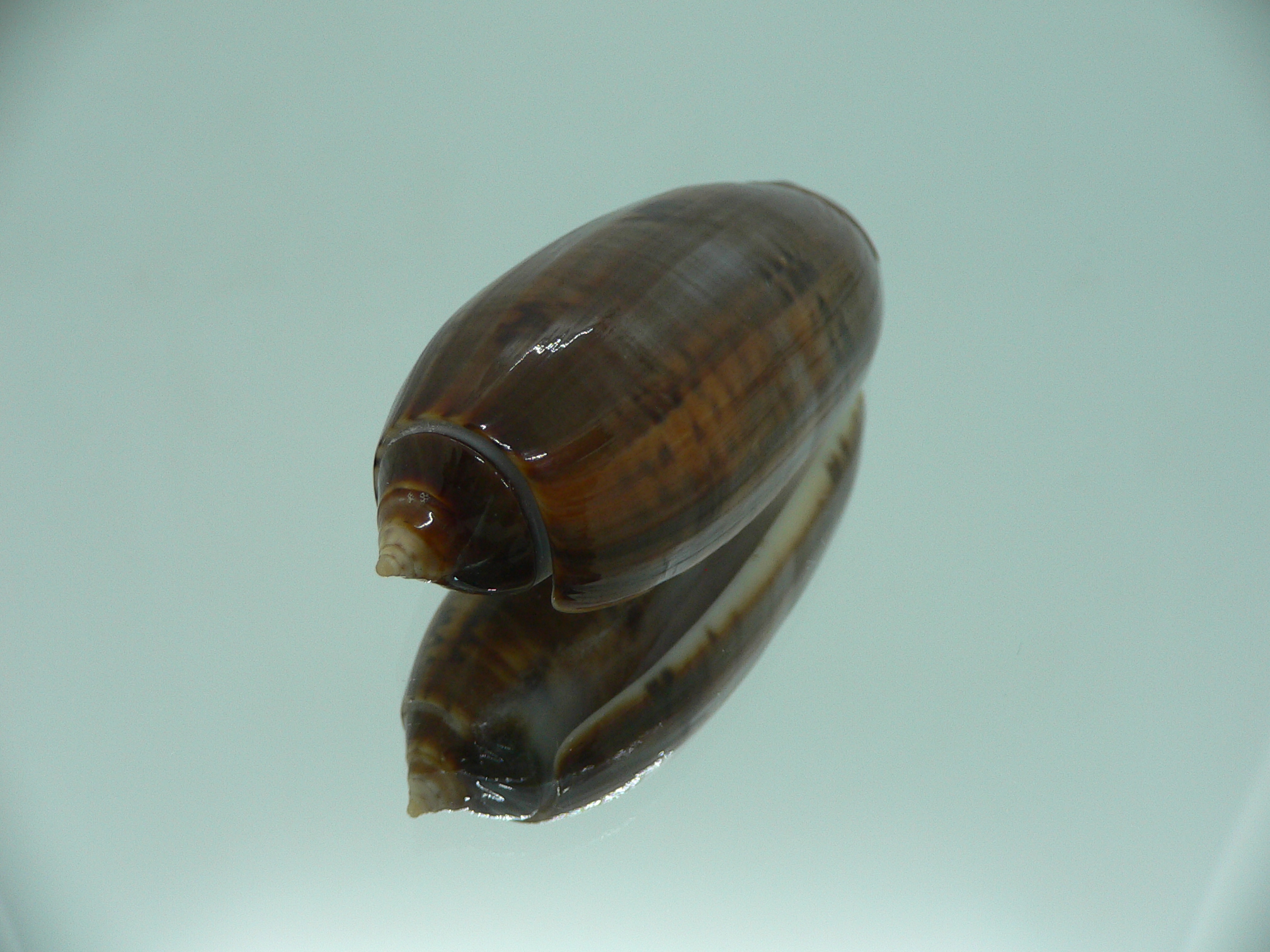 Oliva irisans fordii (var.) SUPER COLORING & BIG